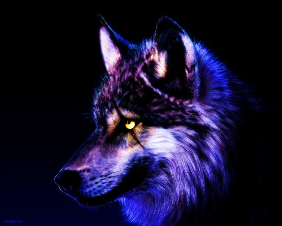 Purple Wolf Wallpapers