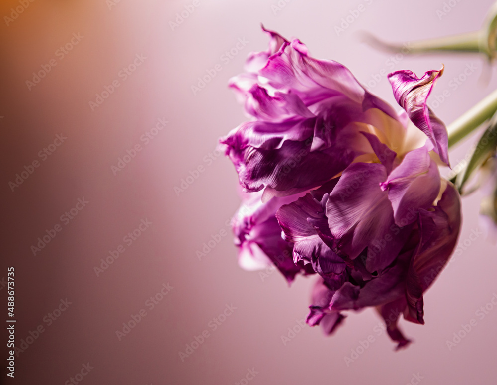 Purplish Pink Background