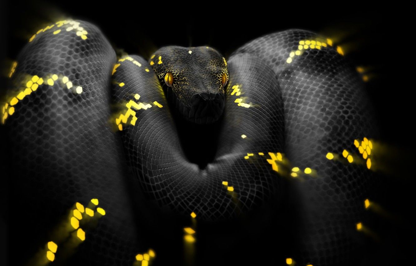 Python Snake Wallpapers