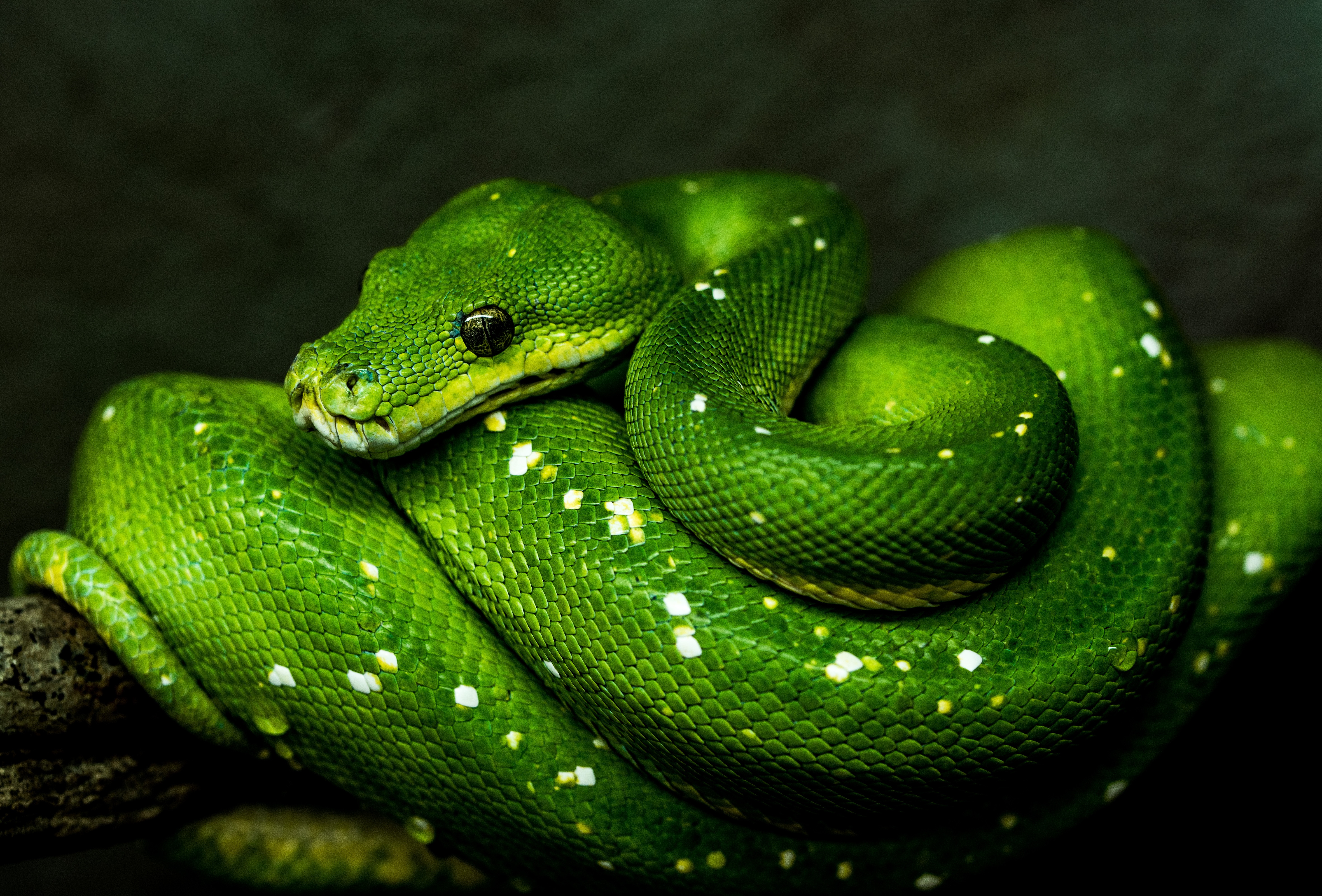 Python Snake Wallpapers