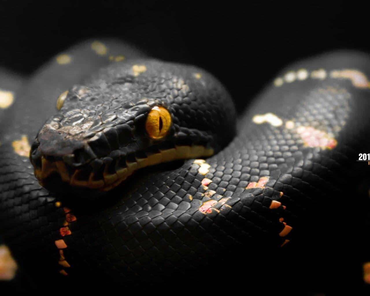 Python Snake Wallpapers