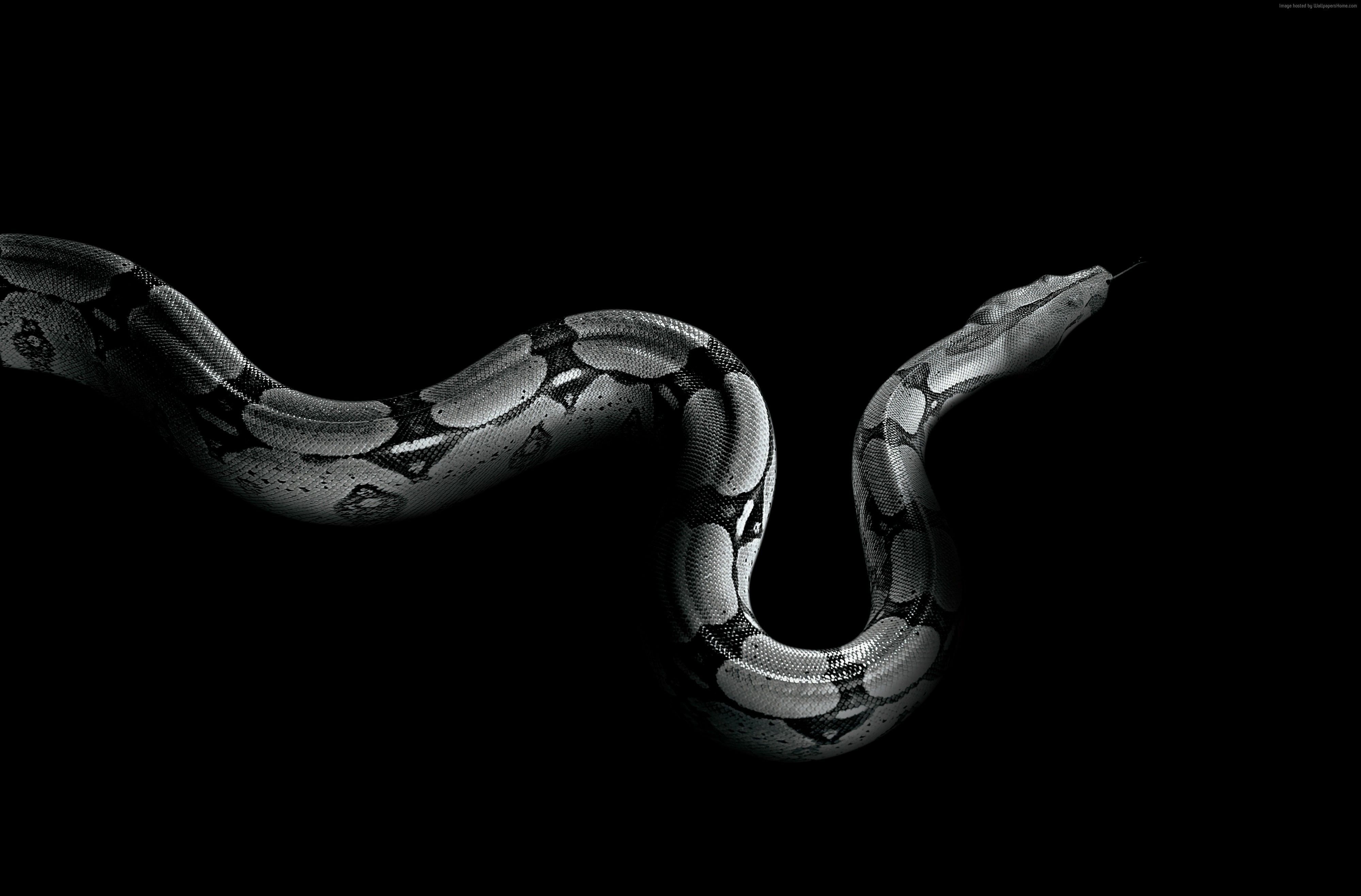 Python Snake Wallpapers