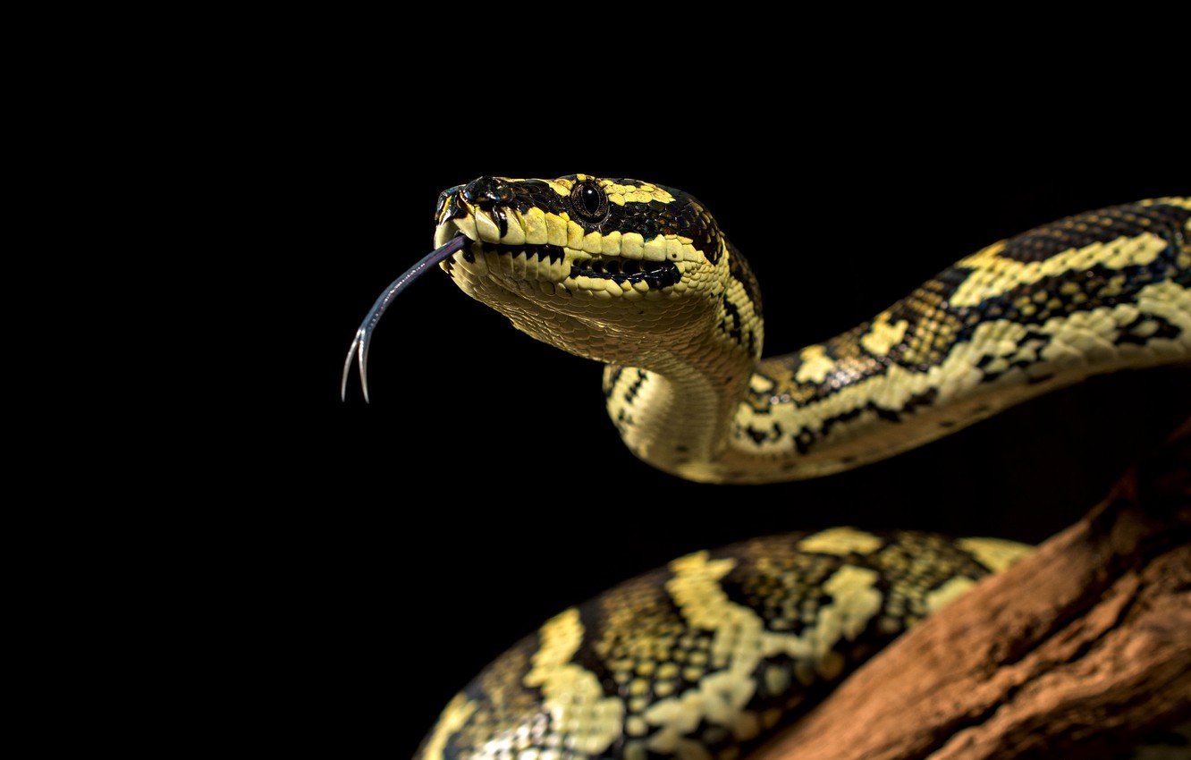 Python Snake Wallpapers