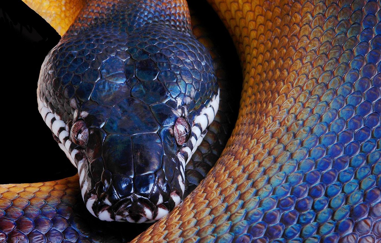 Python Snake Wallpapers