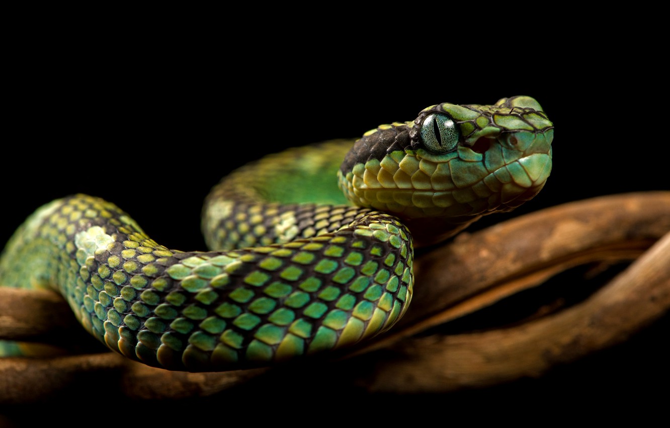 Python Snake Wallpapers