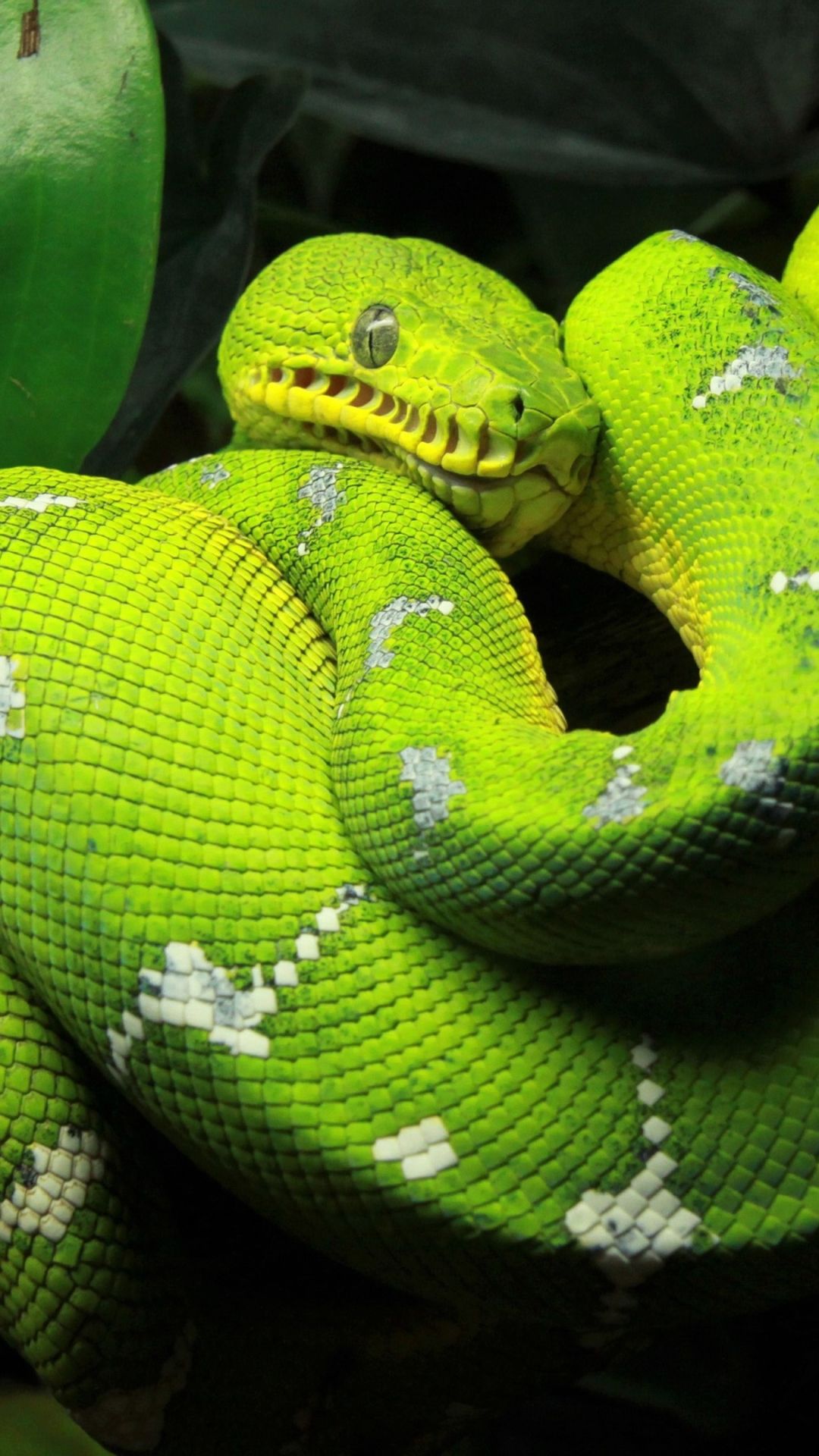 Python Snake Wallpapers