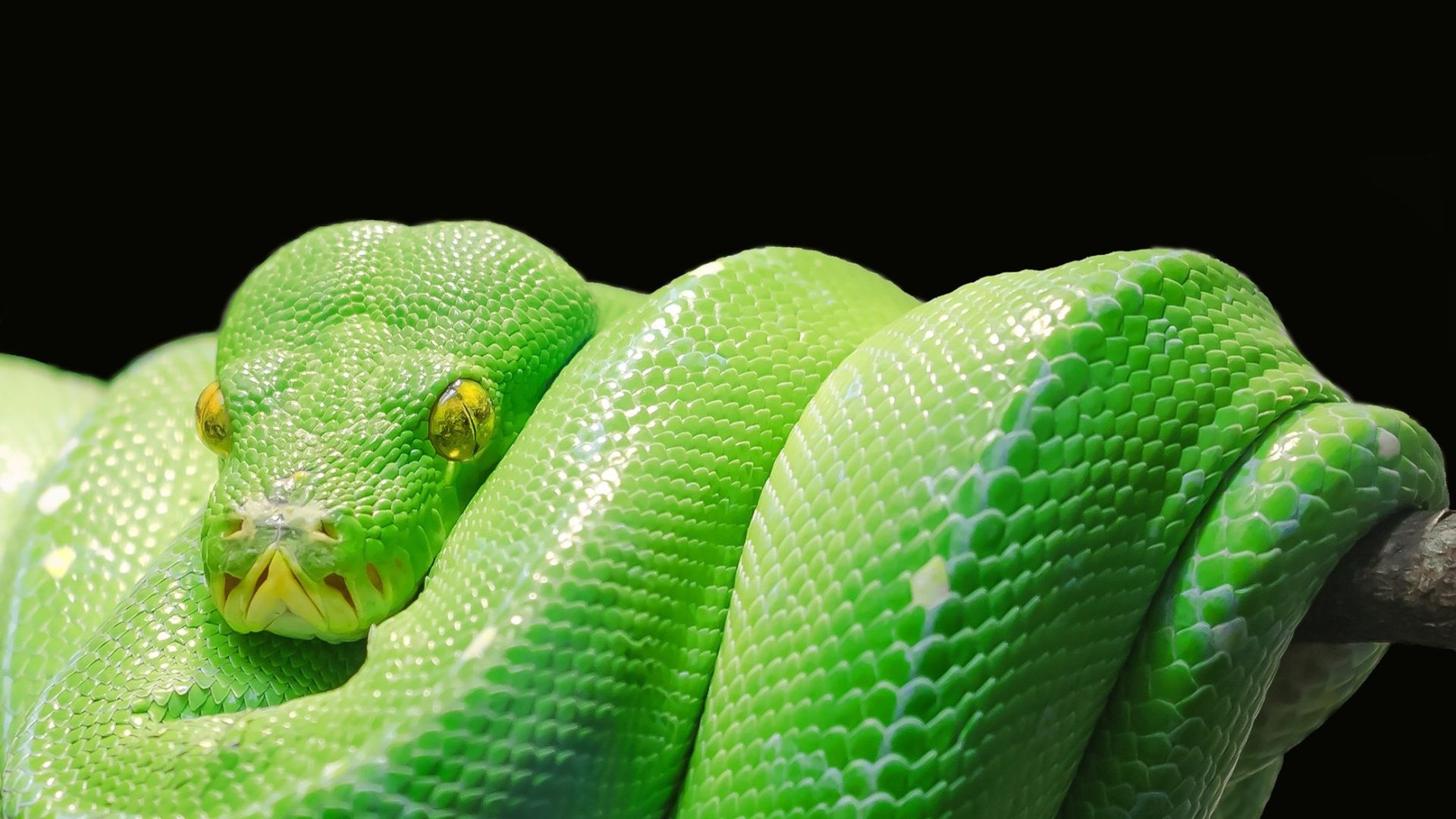 Python Snake Wallpapers