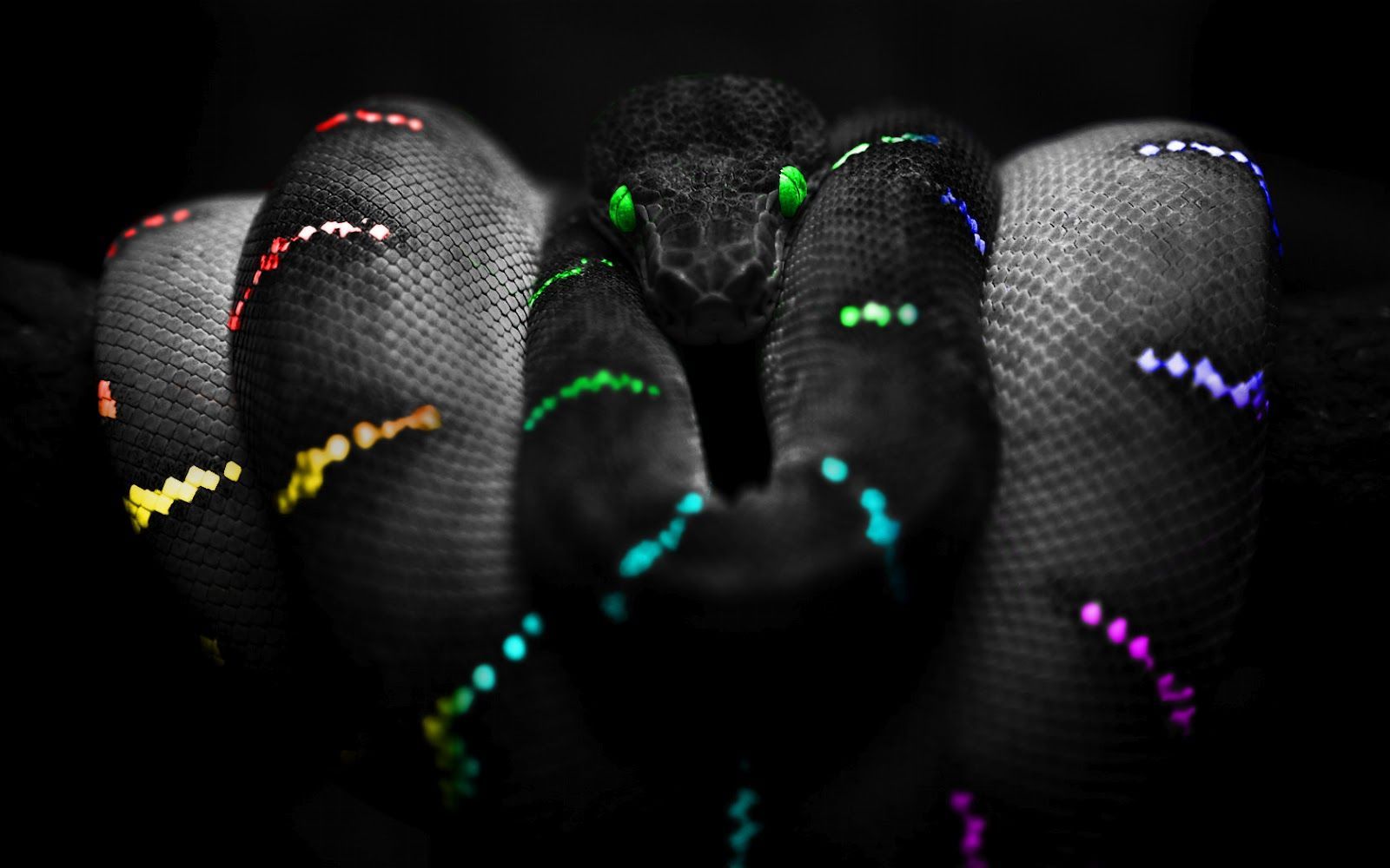 Python Snake Wallpapers