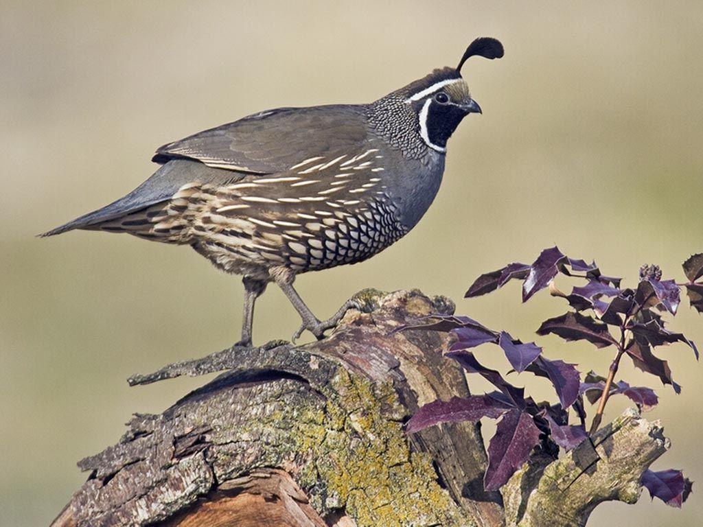 Quail Wallpapers