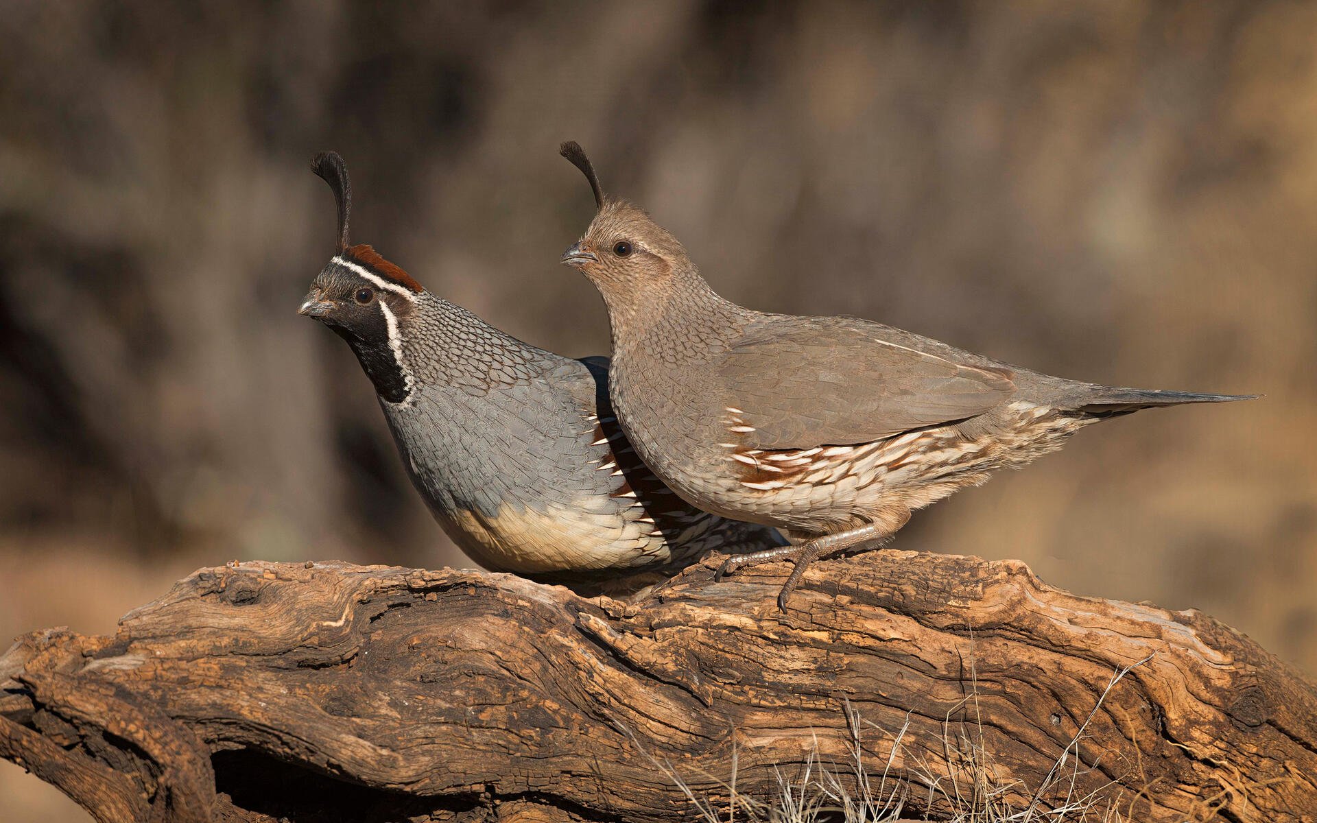 Quail Wallpapers