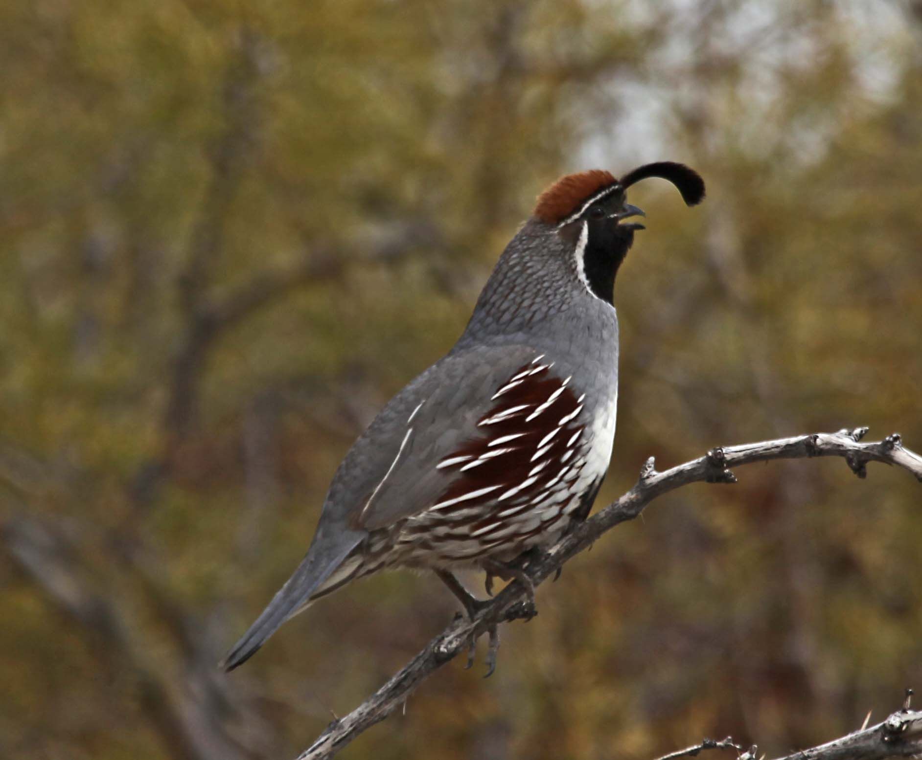 Quail Wallpapers