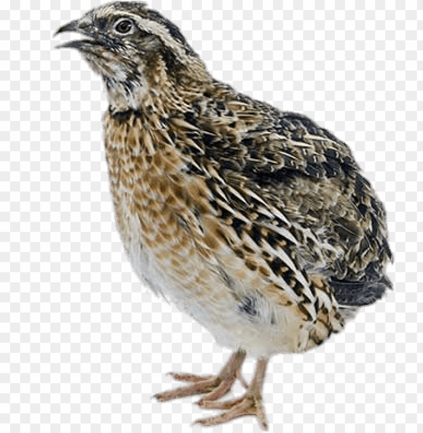 Quail Wallpapers