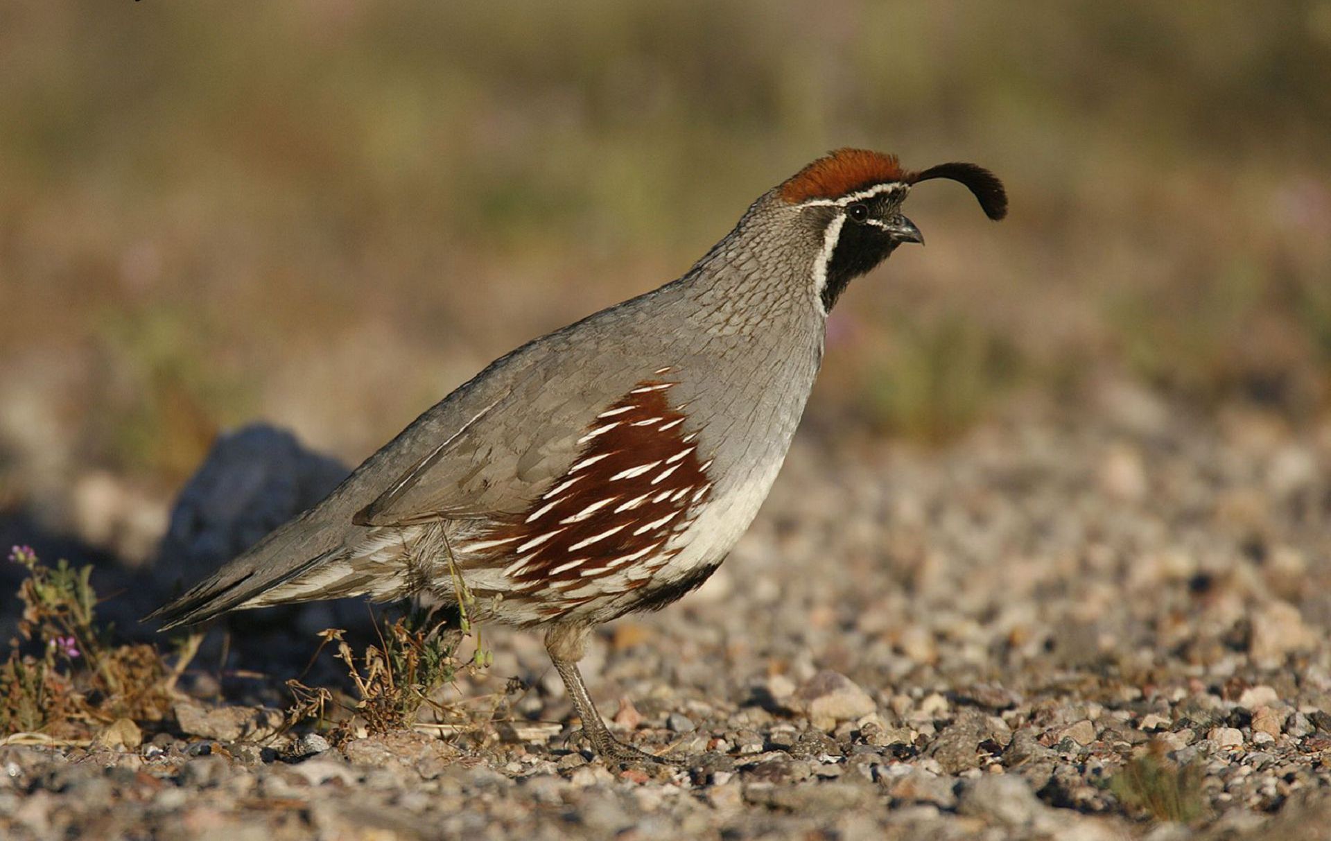 Quail Wallpapers