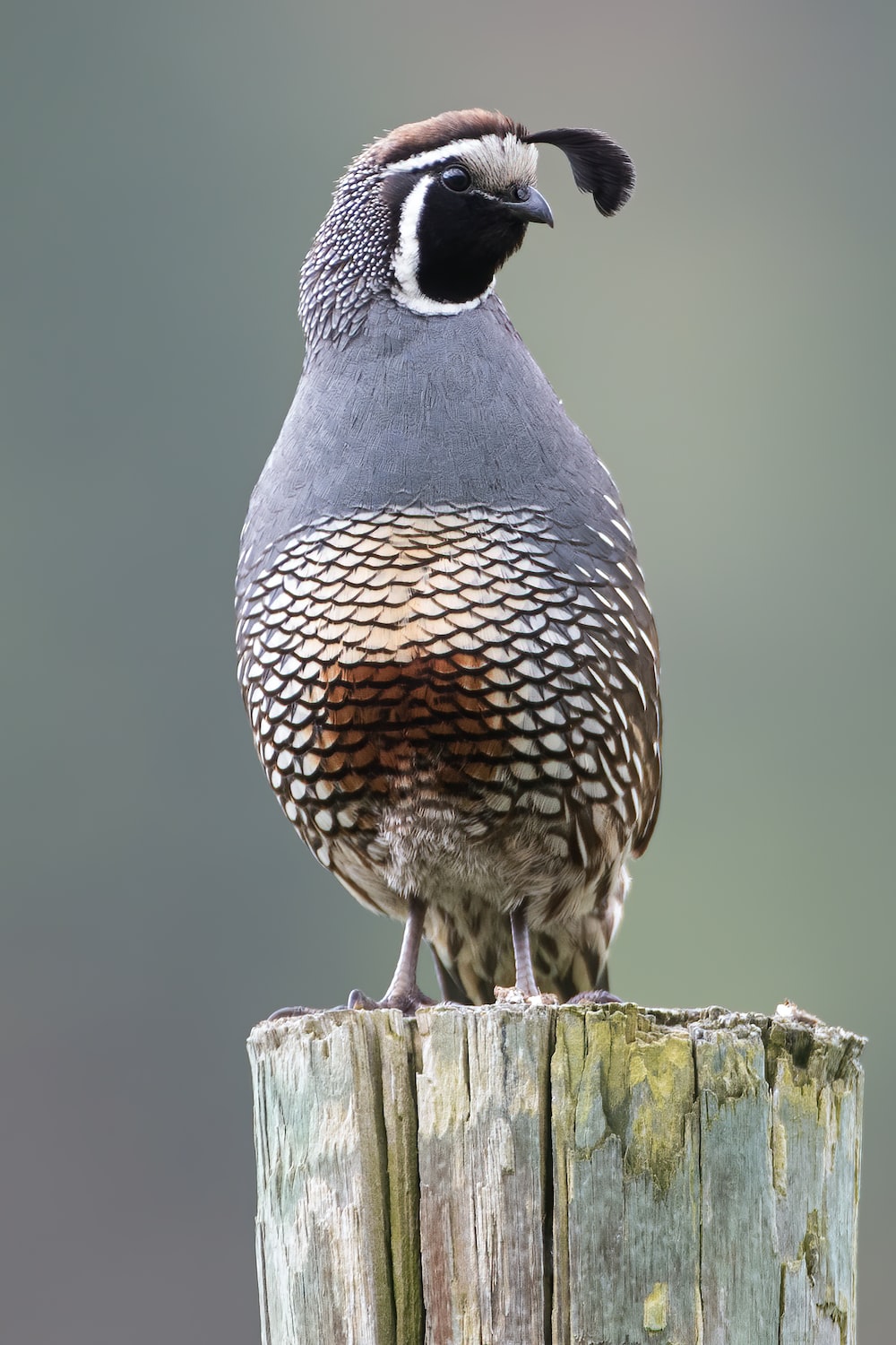 Quail Wallpapers