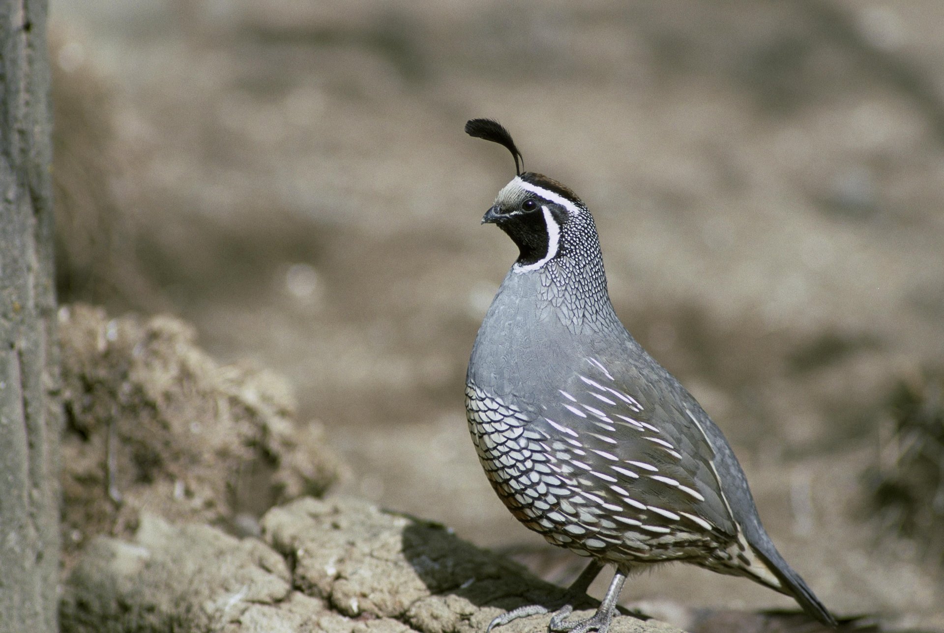 Quail Wallpapers