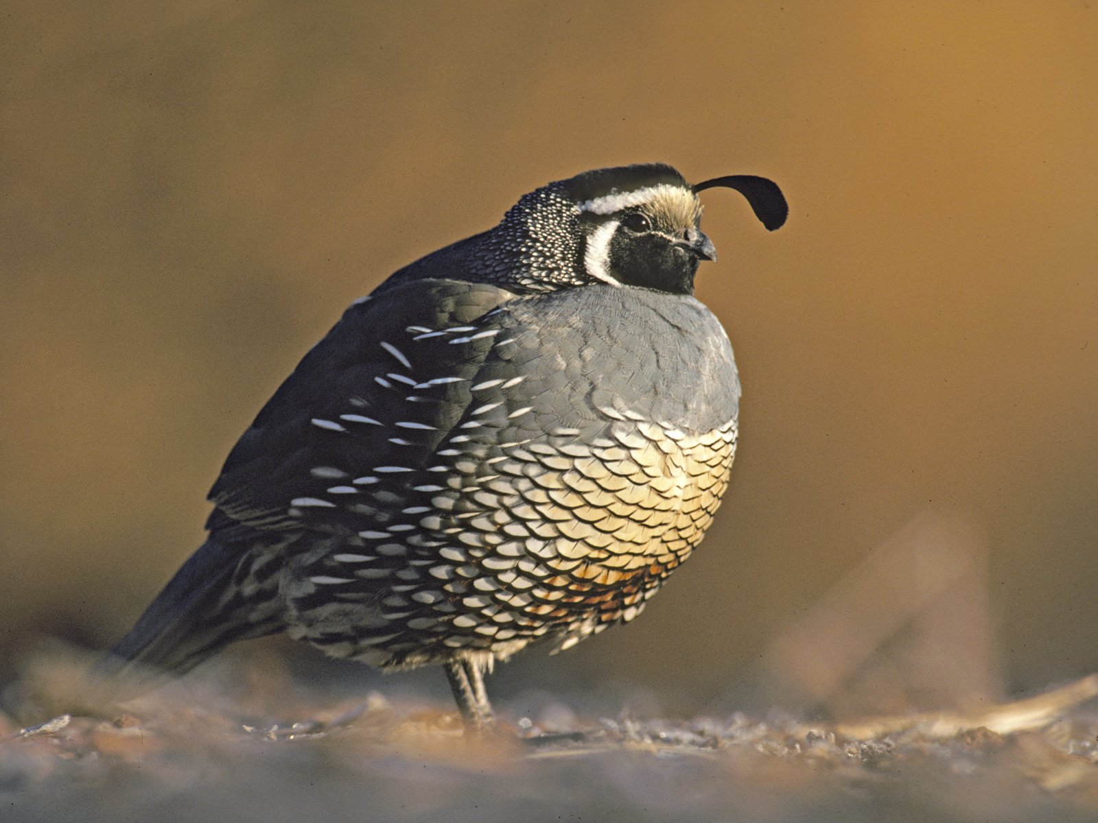 Quail Wallpapers