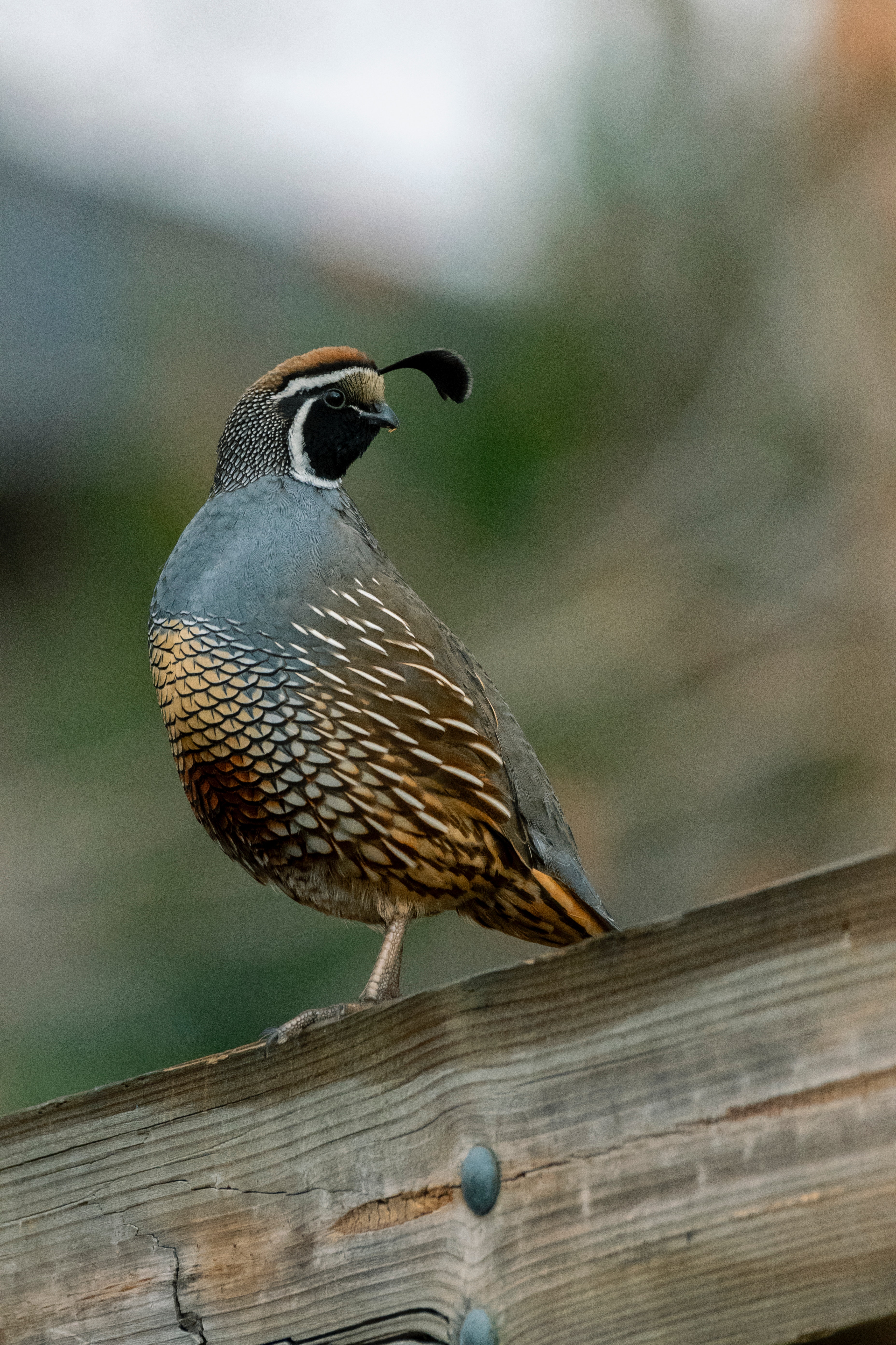 Quail Wallpapers