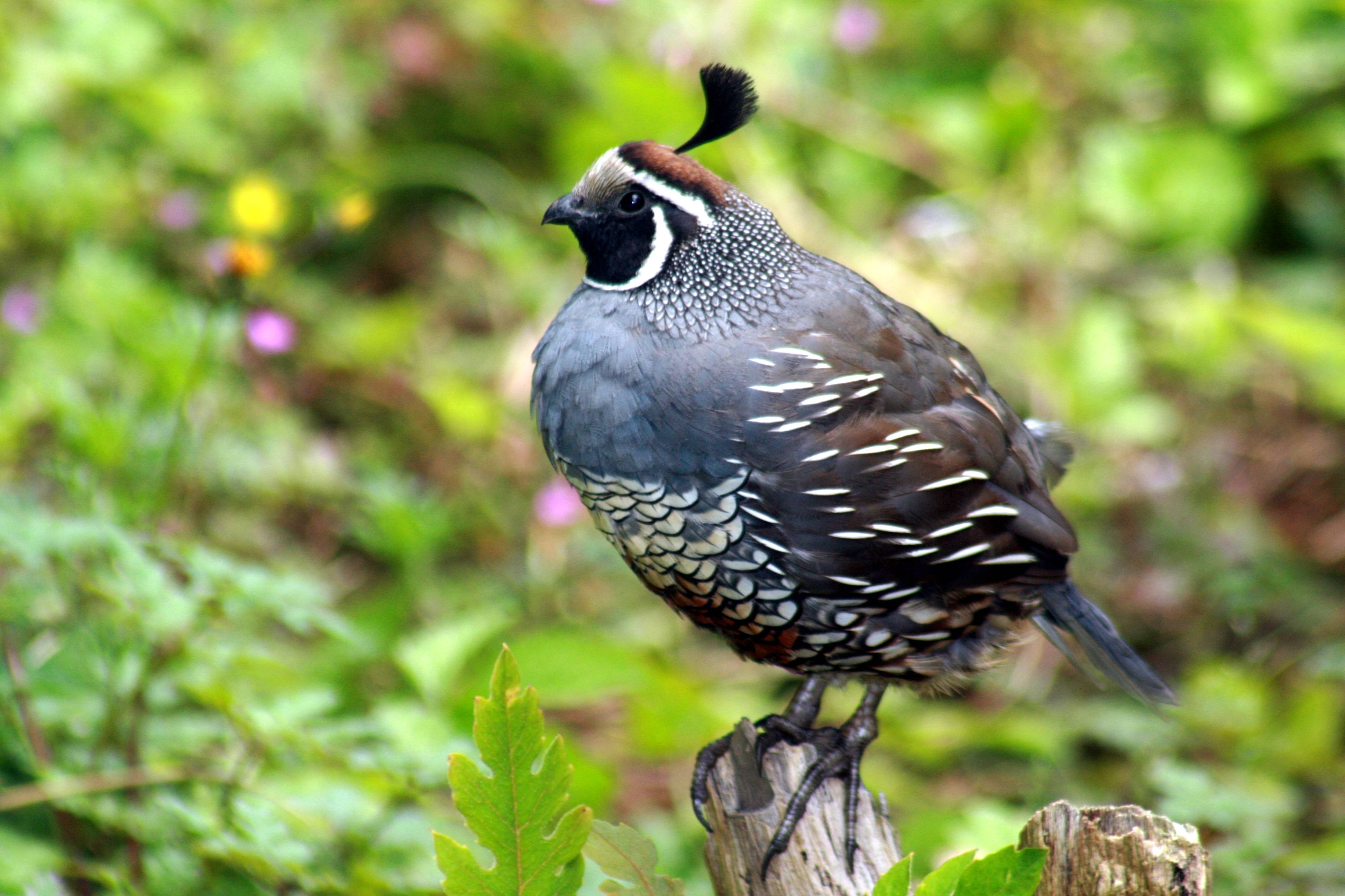 Quail Wallpapers