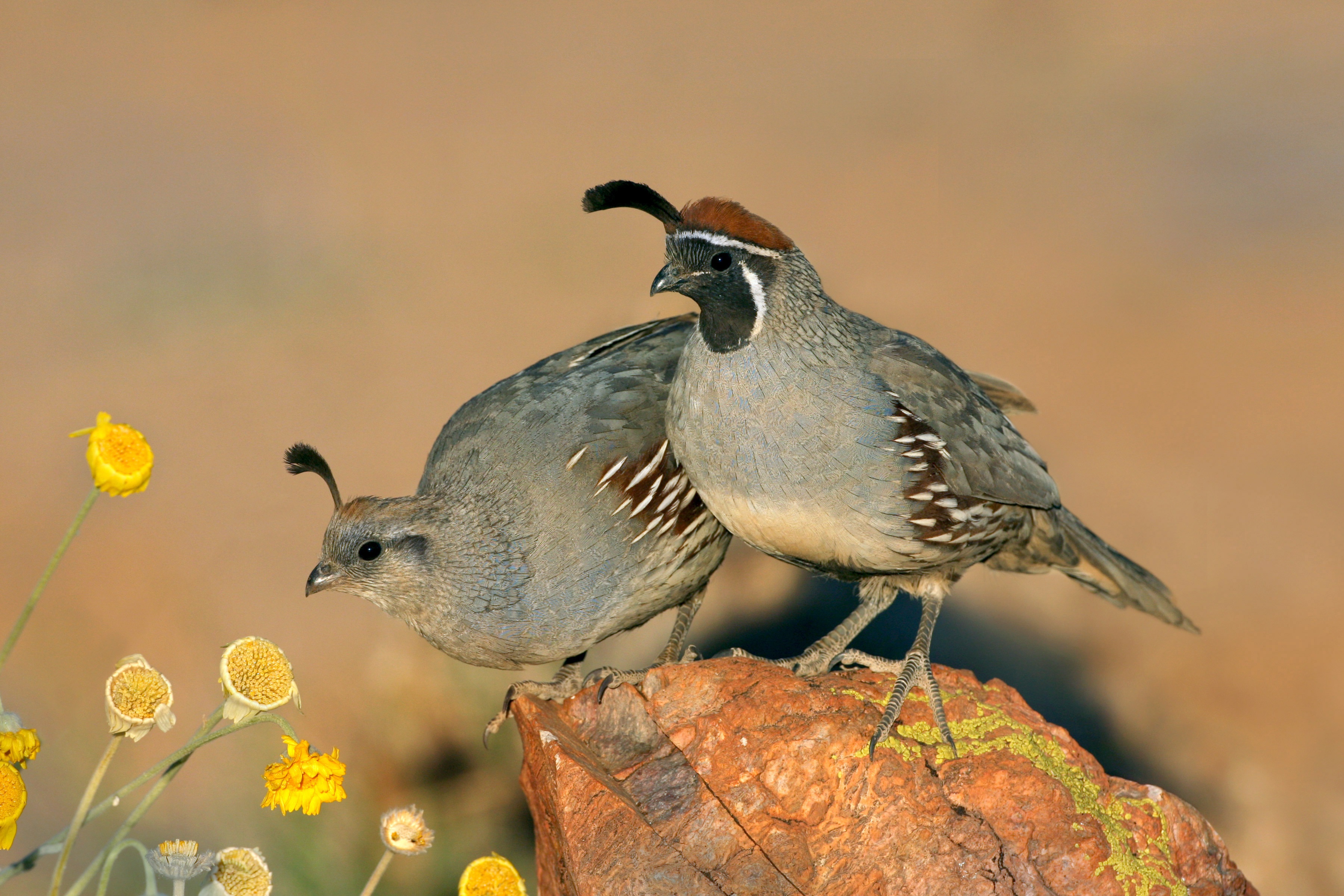 Quail Wallpapers