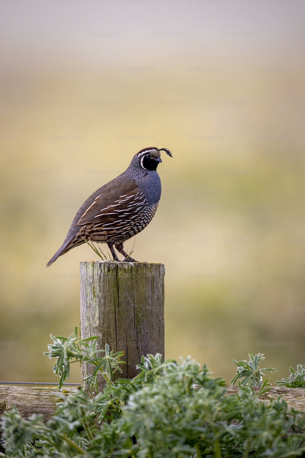 Quail Wallpapers