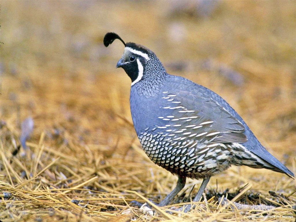 Quail Wallpapers