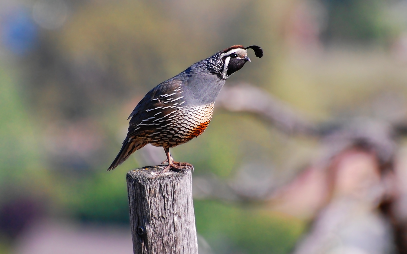 Quail Wallpapers