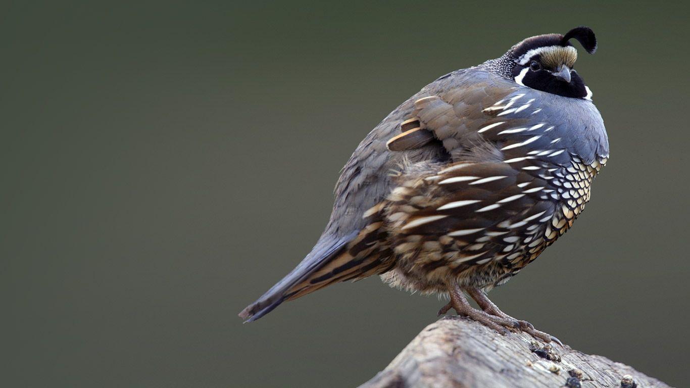 Quail Wallpapers