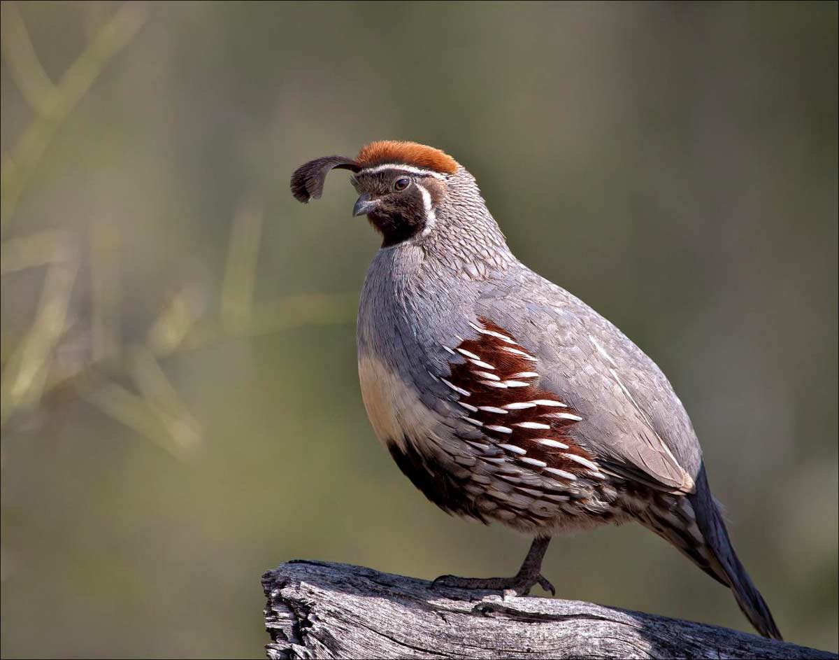 Quail Wallpapers