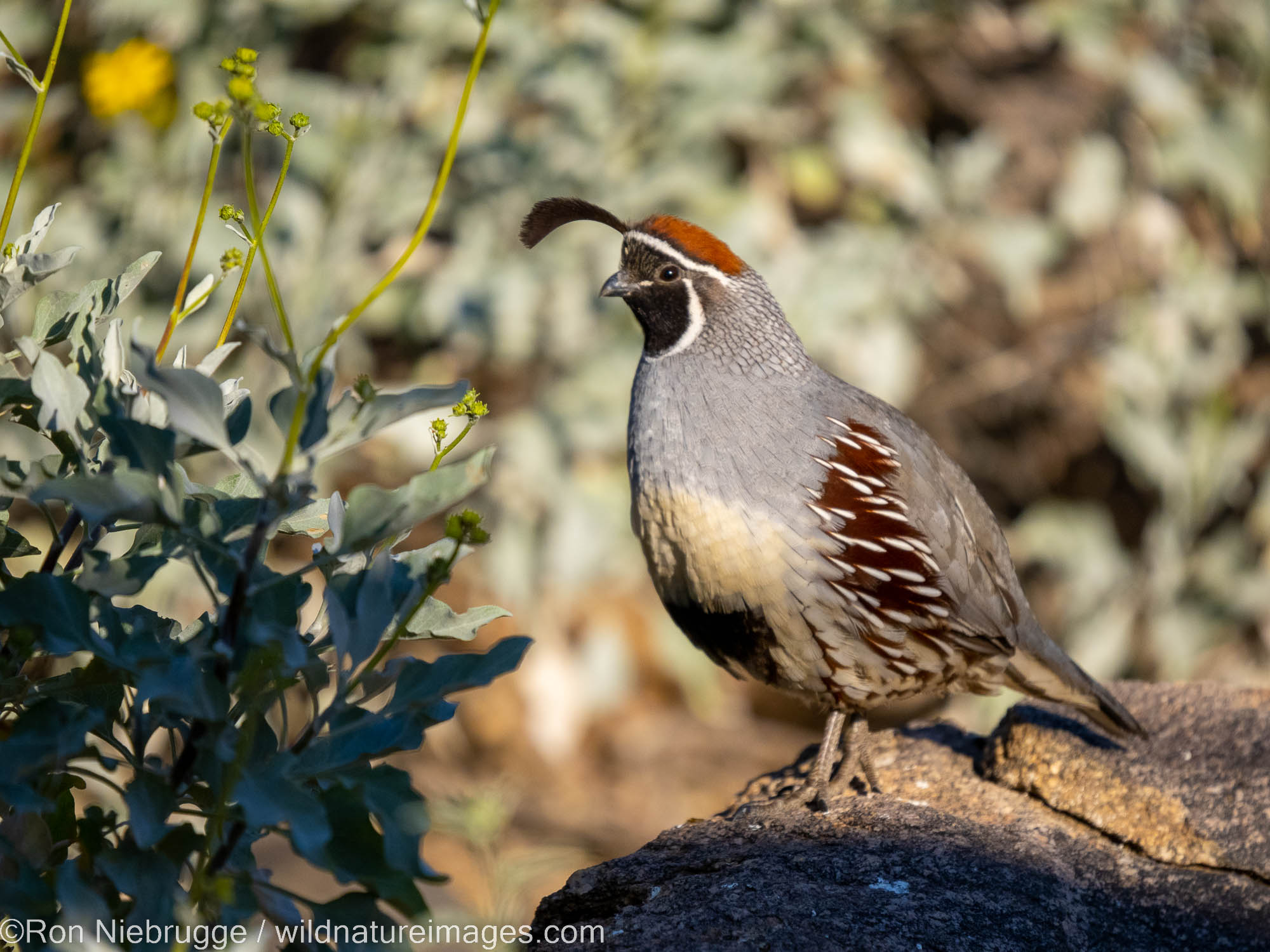 Quail Wallpapers