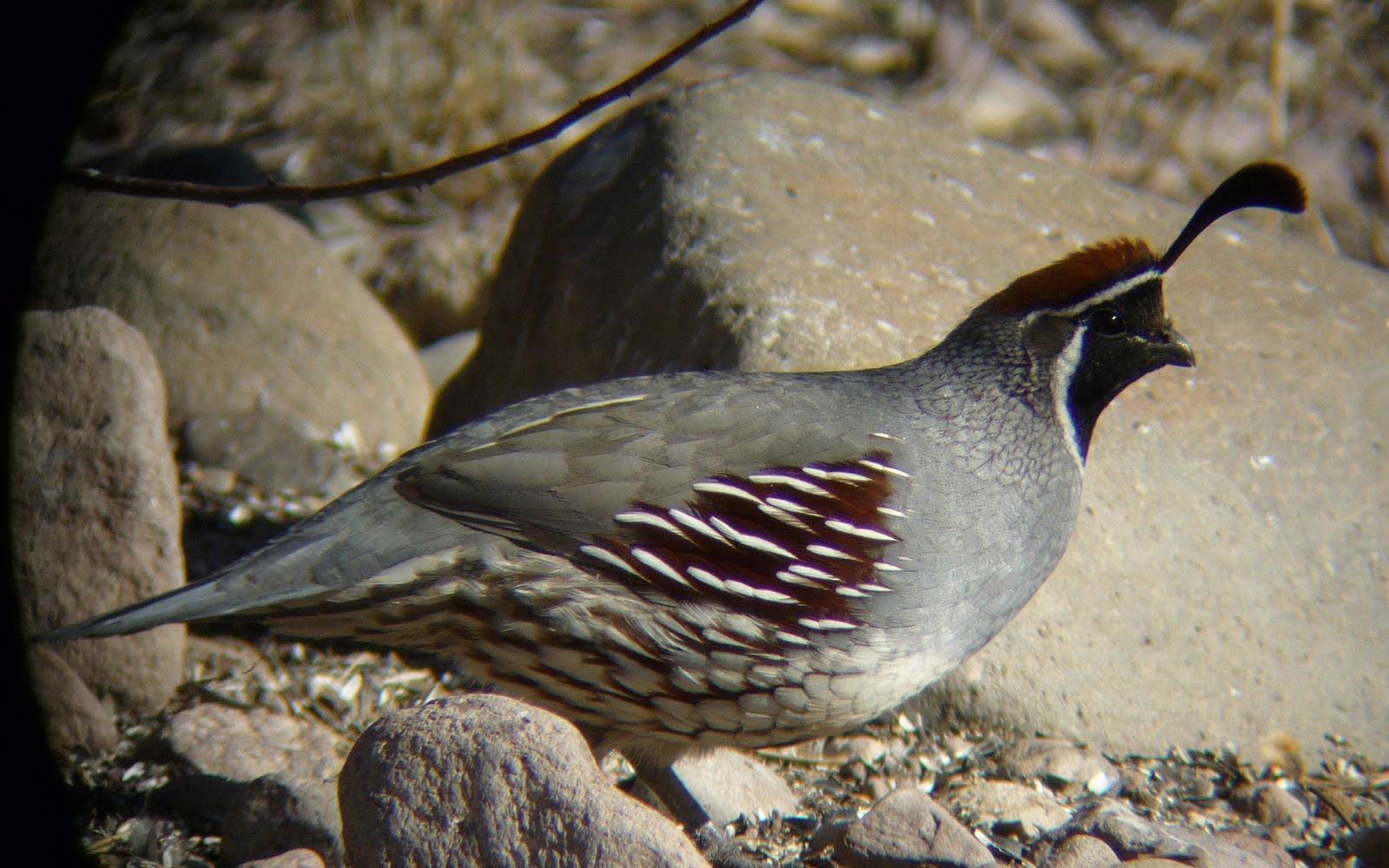 Quail Wallpapers