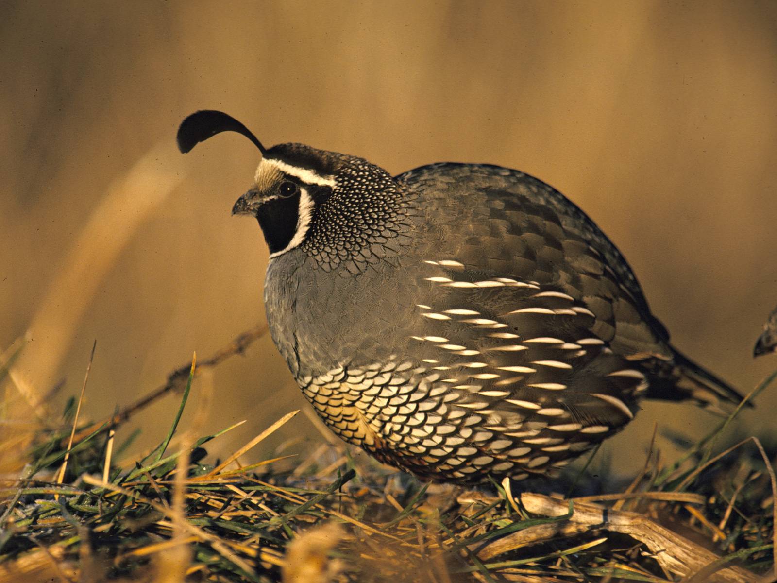 Quail Wallpapers