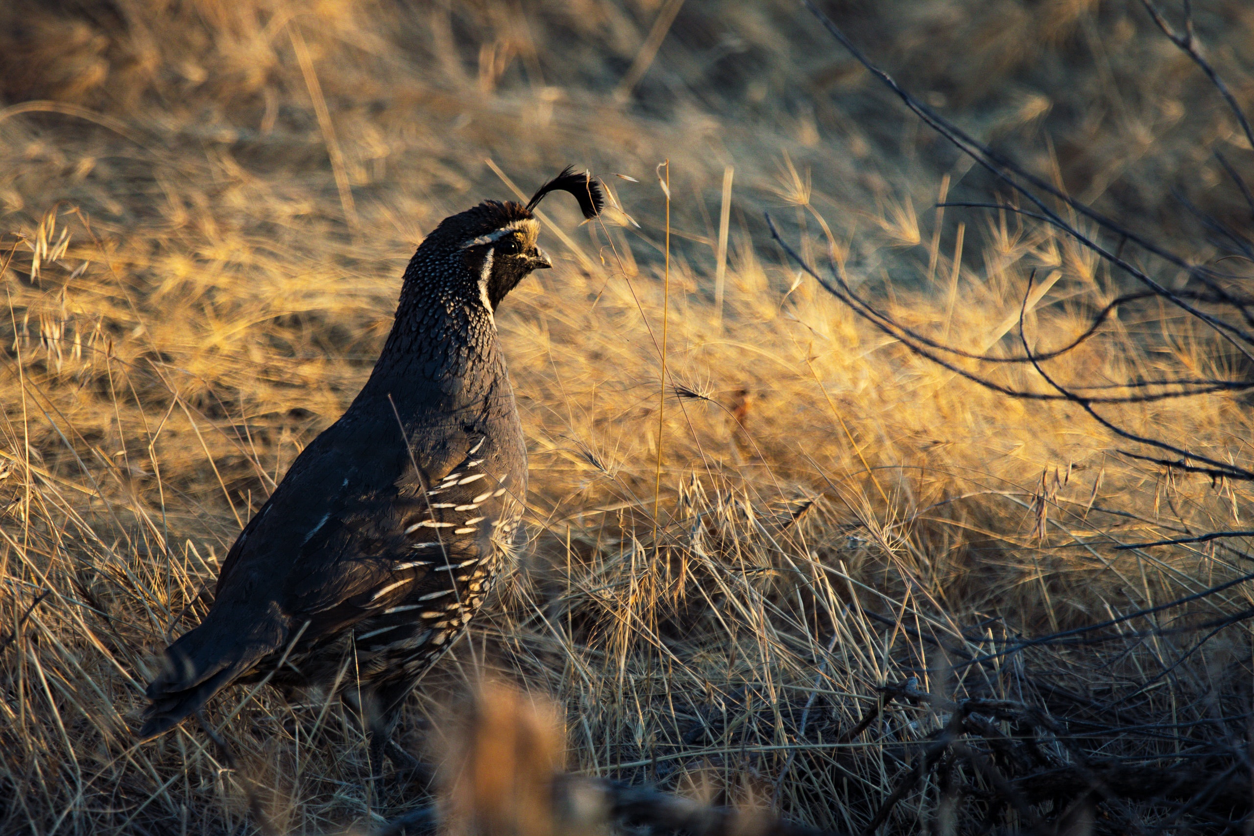 Quail Wallpapers