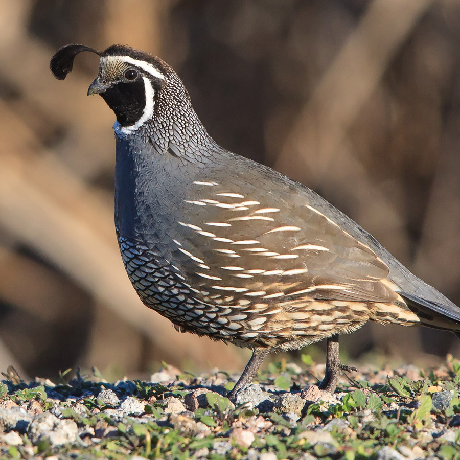 Quail Wallpapers