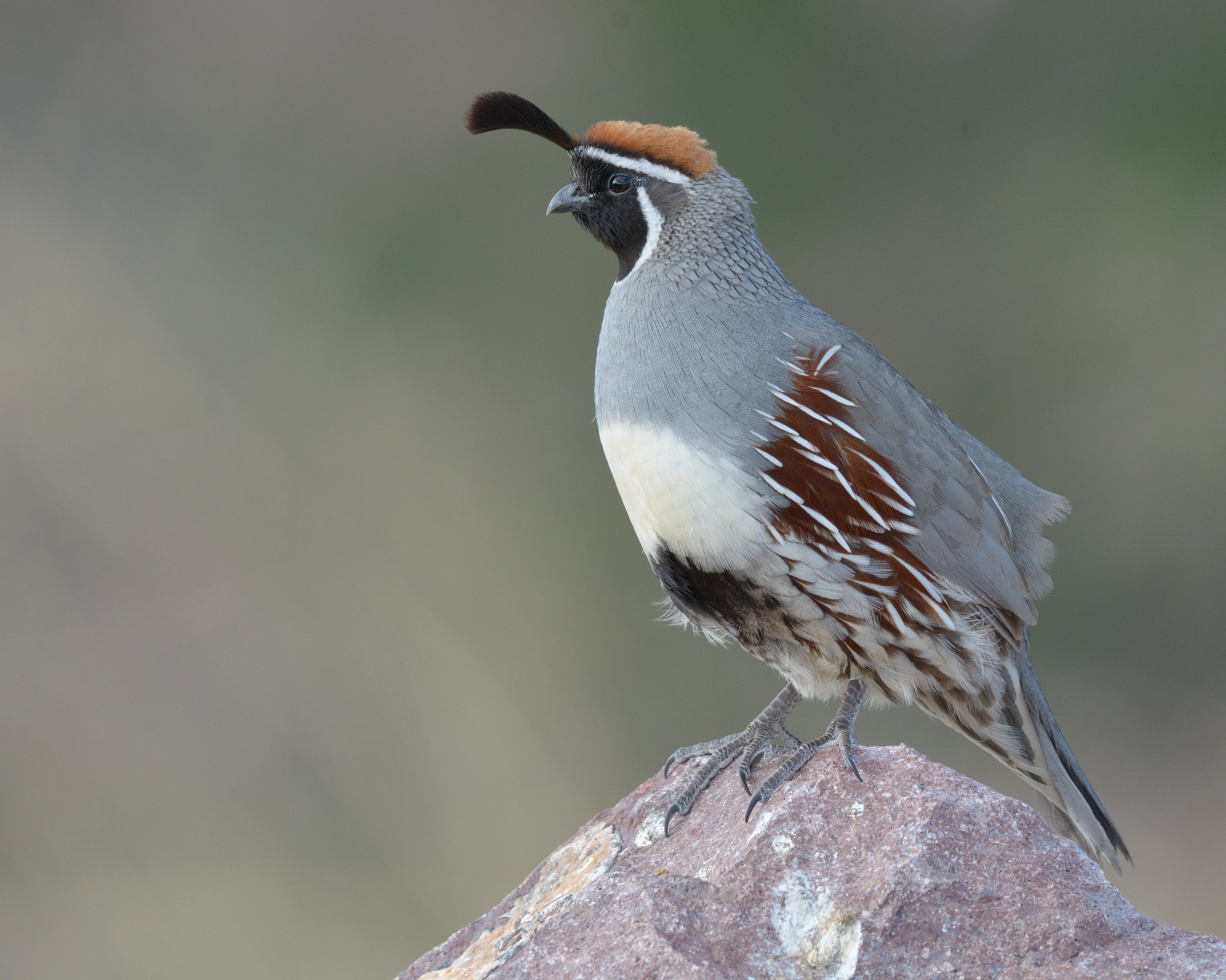 Quail Wallpapers