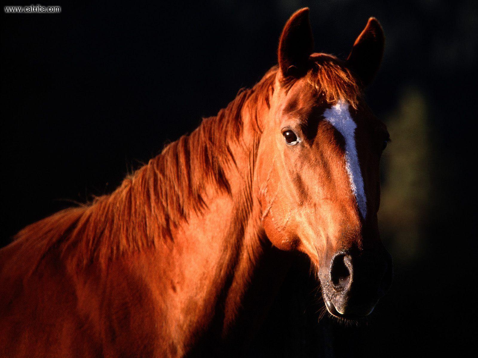 Quarter Horse Wallpapers