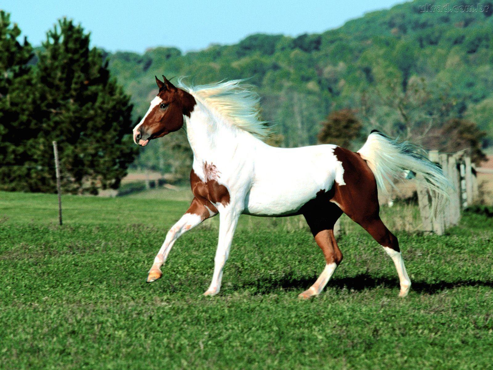 Quarter Horse Wallpapers