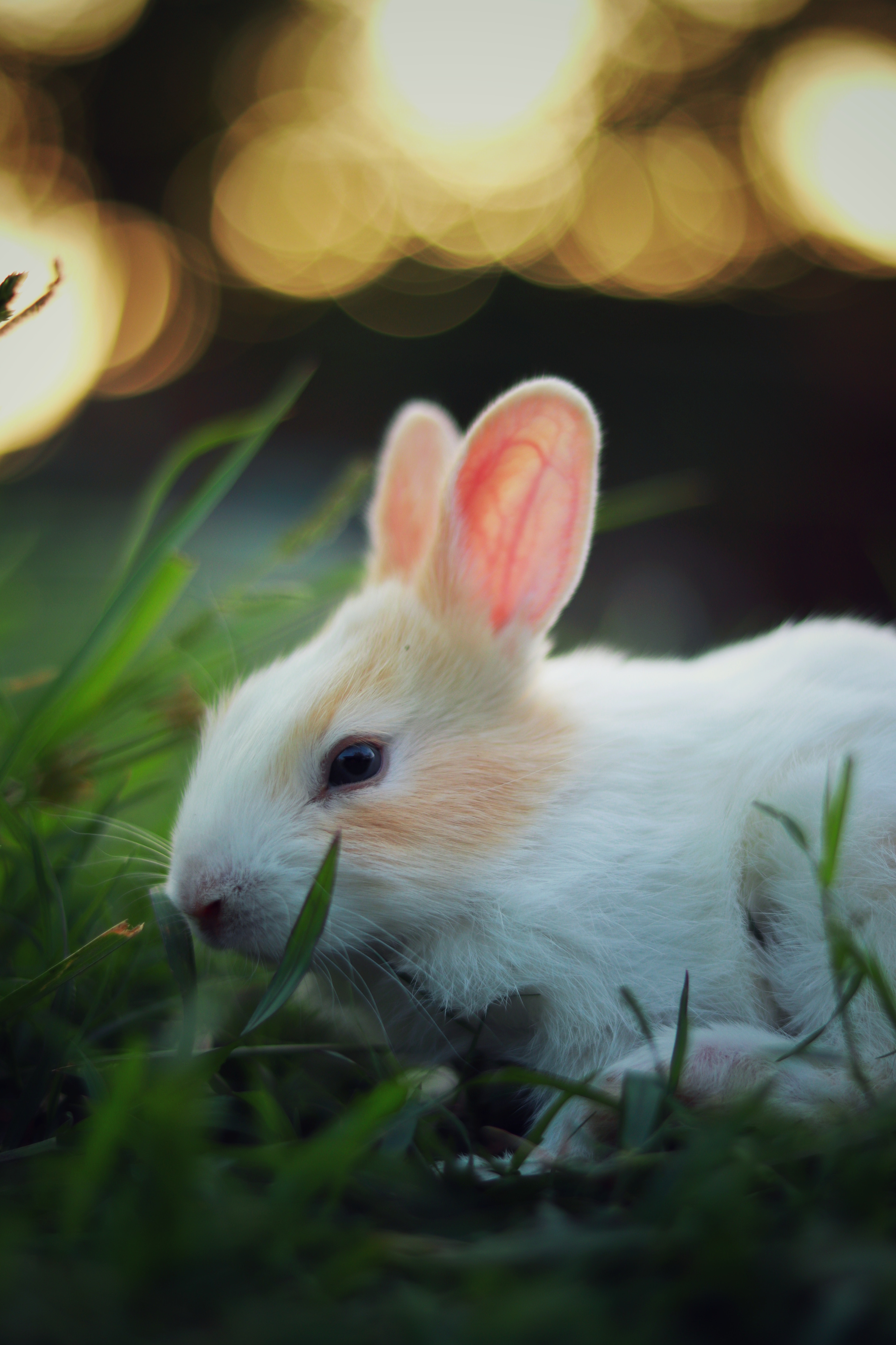 Rabbit Wallpapers