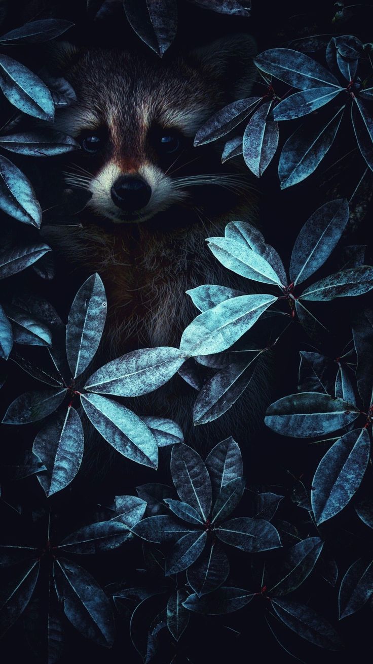 Raccoon Phone Wallpapers