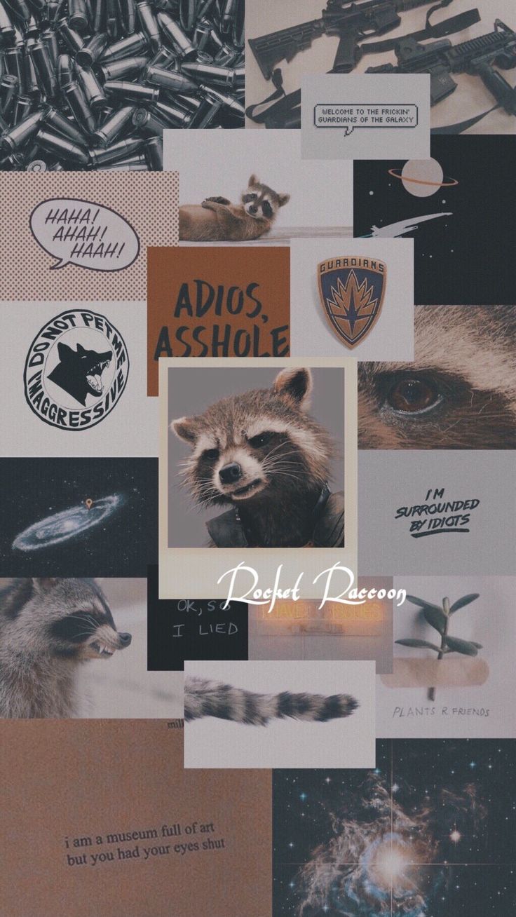 Raccoons Wallpapers