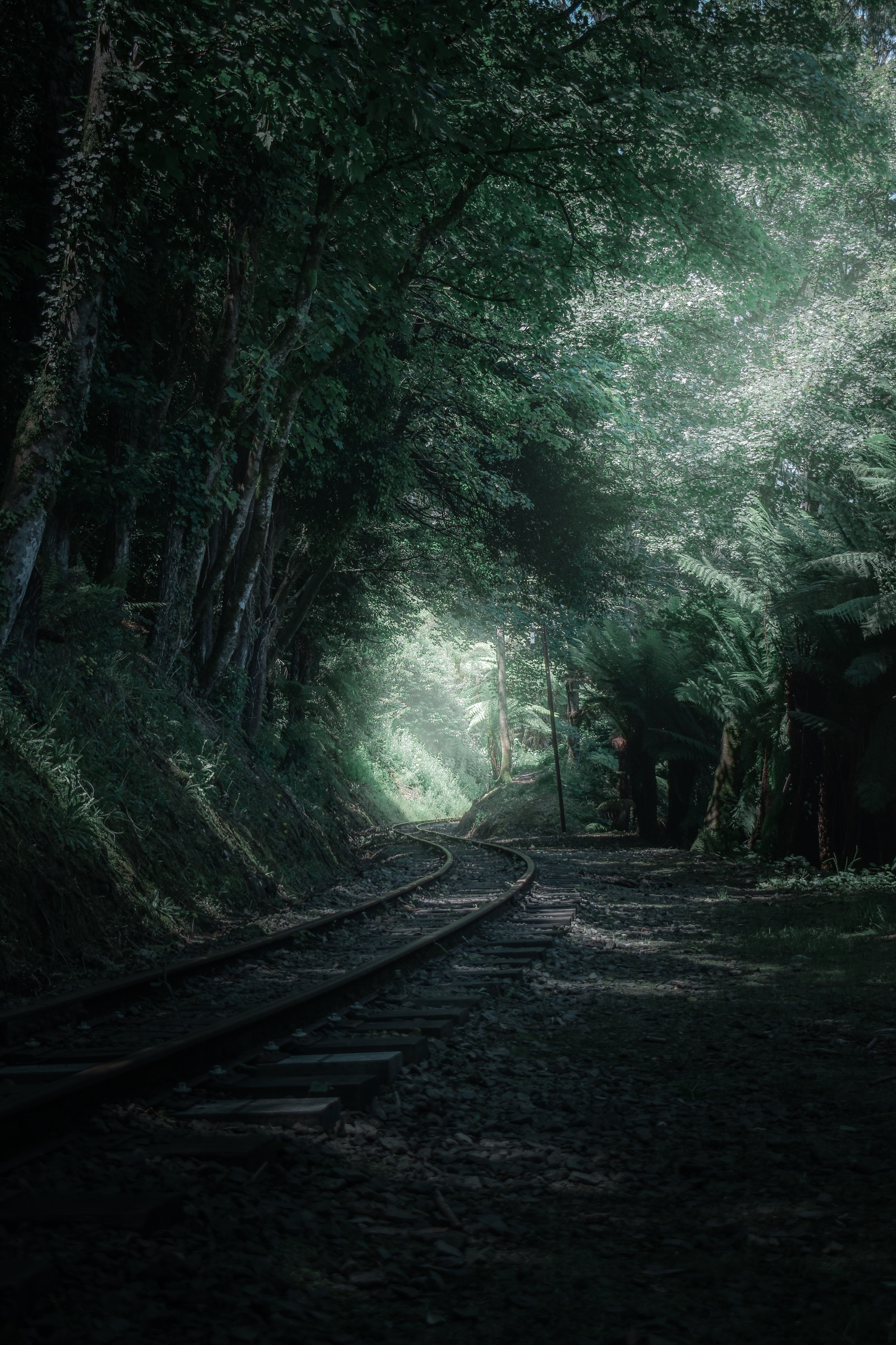 Railroad Forest Surrounding Wallpapers