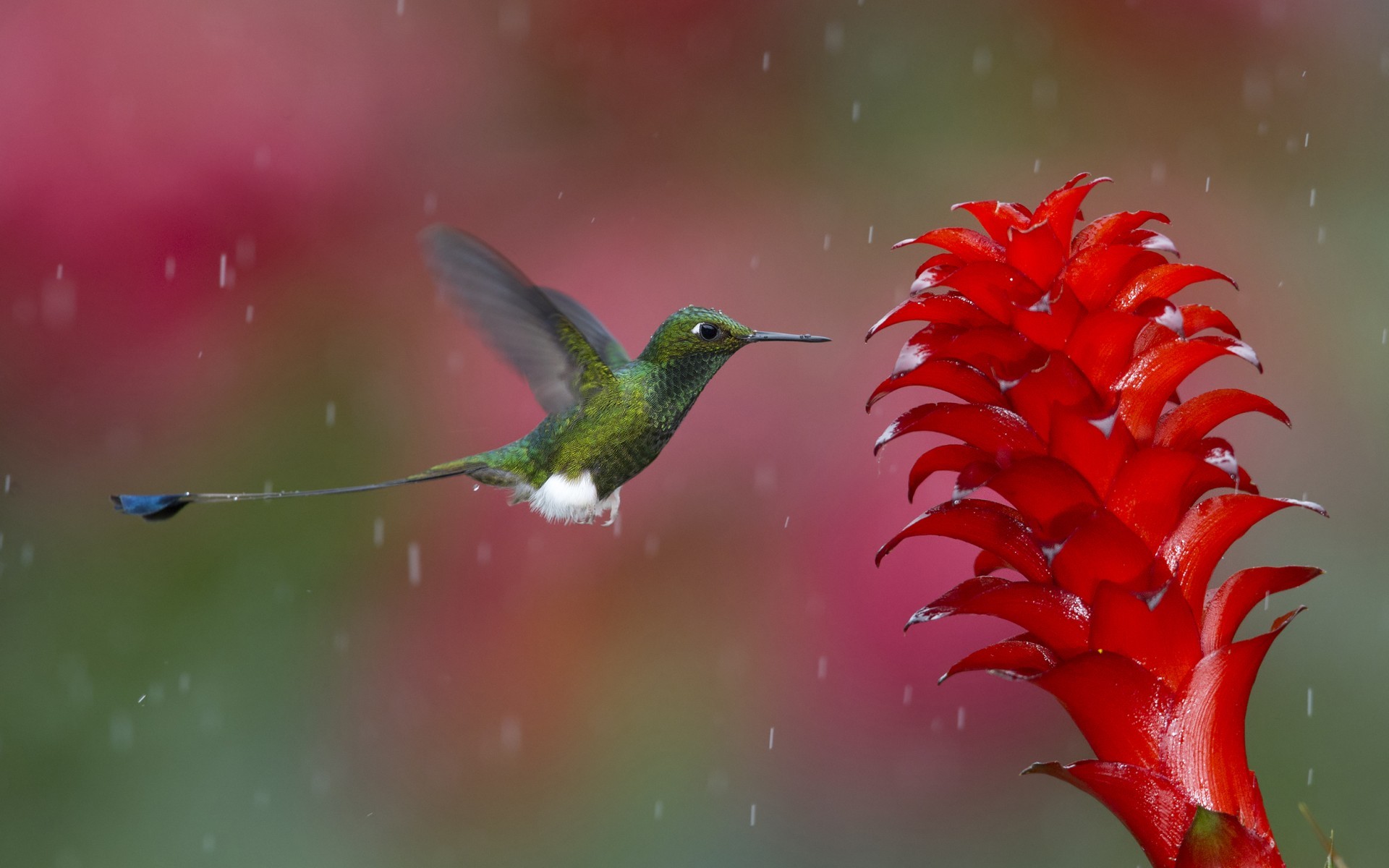 Rain Birds Wallpapers