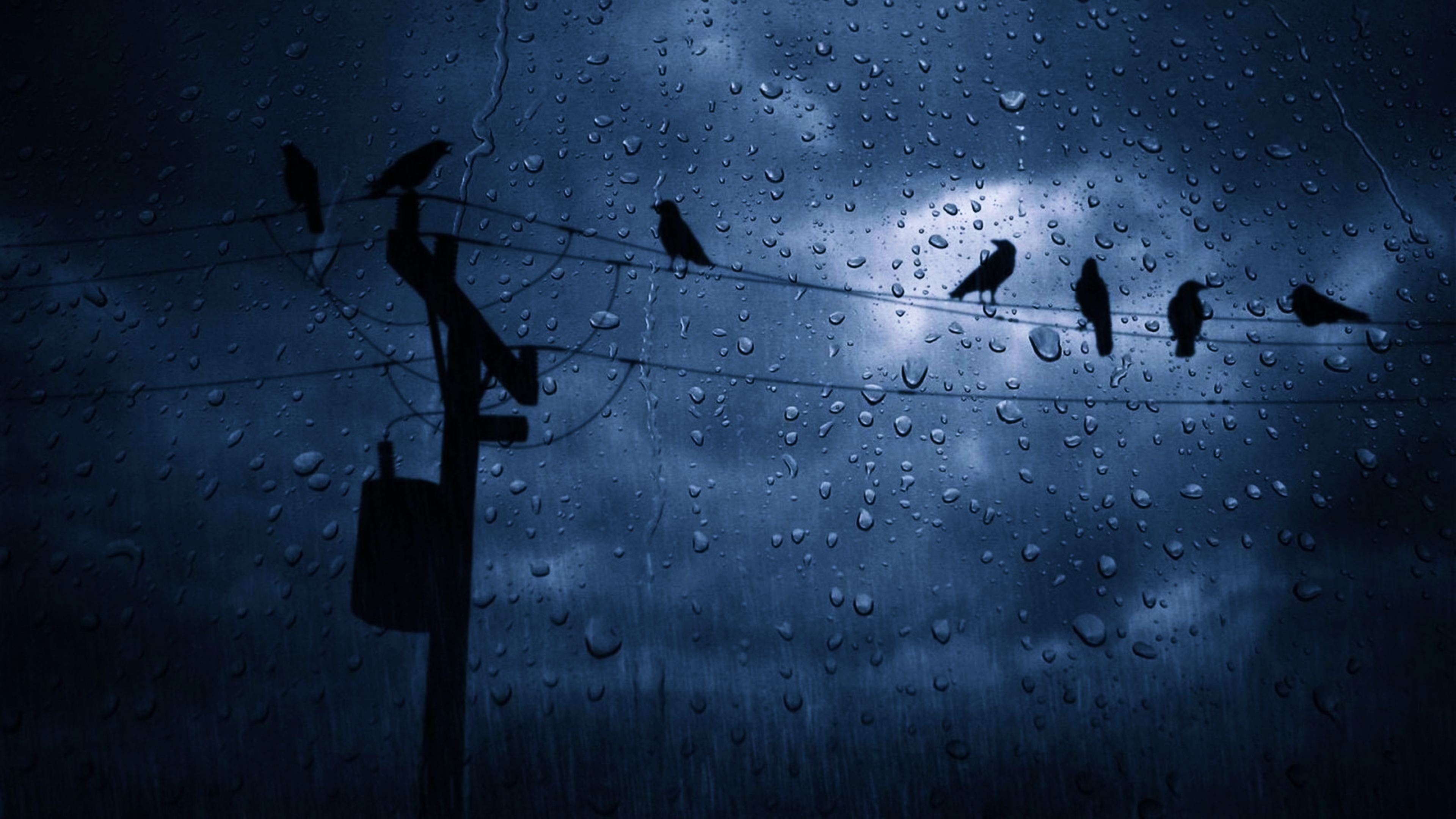 Rain Birds Wallpapers