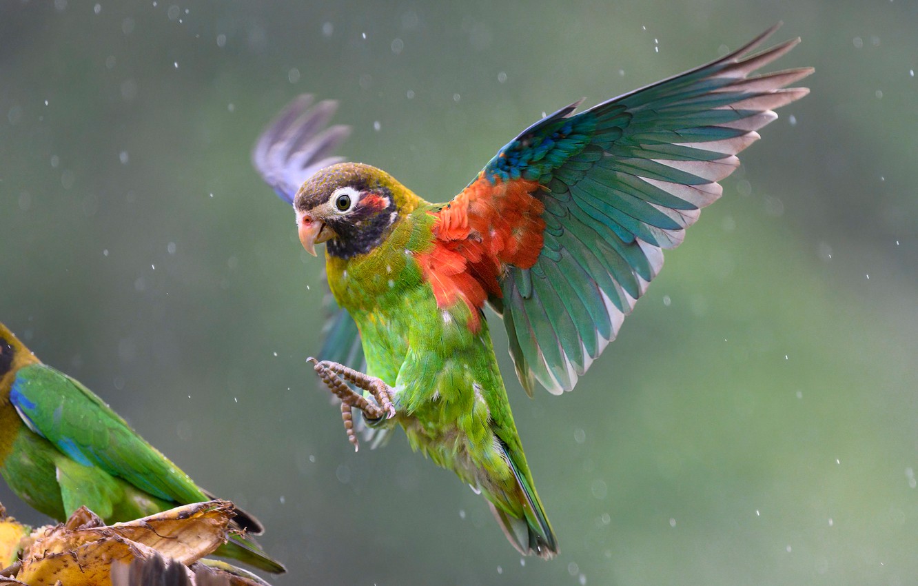 Rain Birds Wallpapers