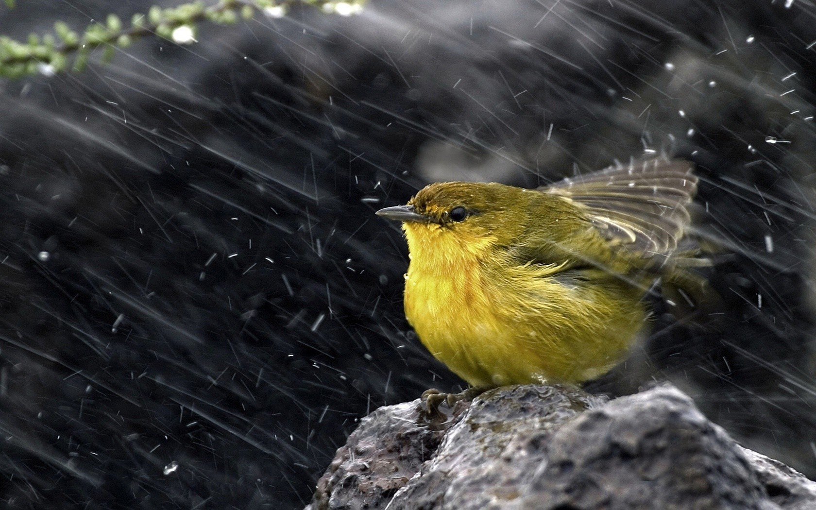 Rain Birds Wallpapers