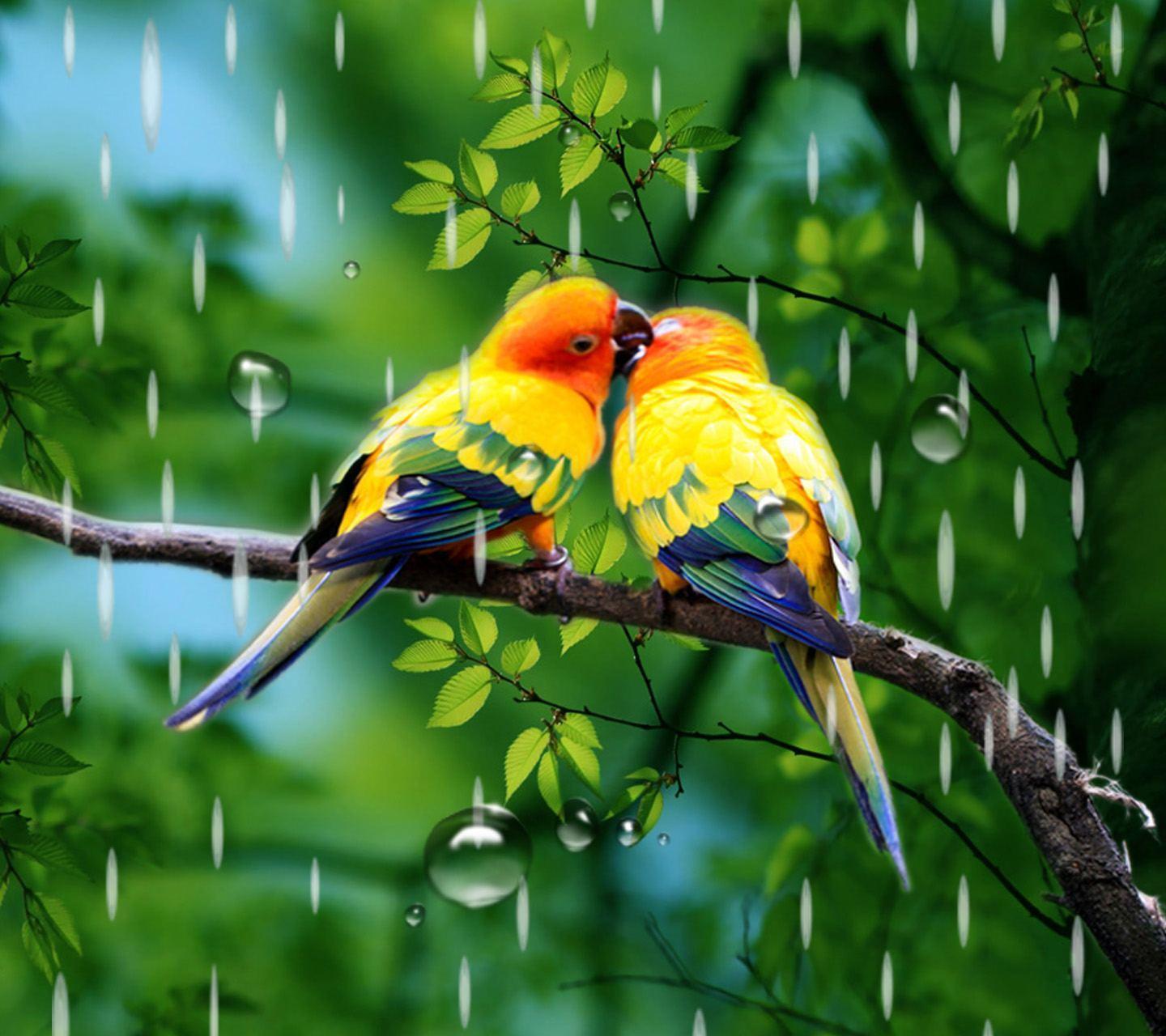 Rain Birds Wallpapers