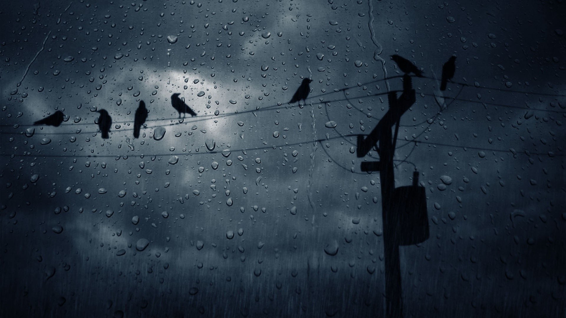 Rain Birds Wallpapers