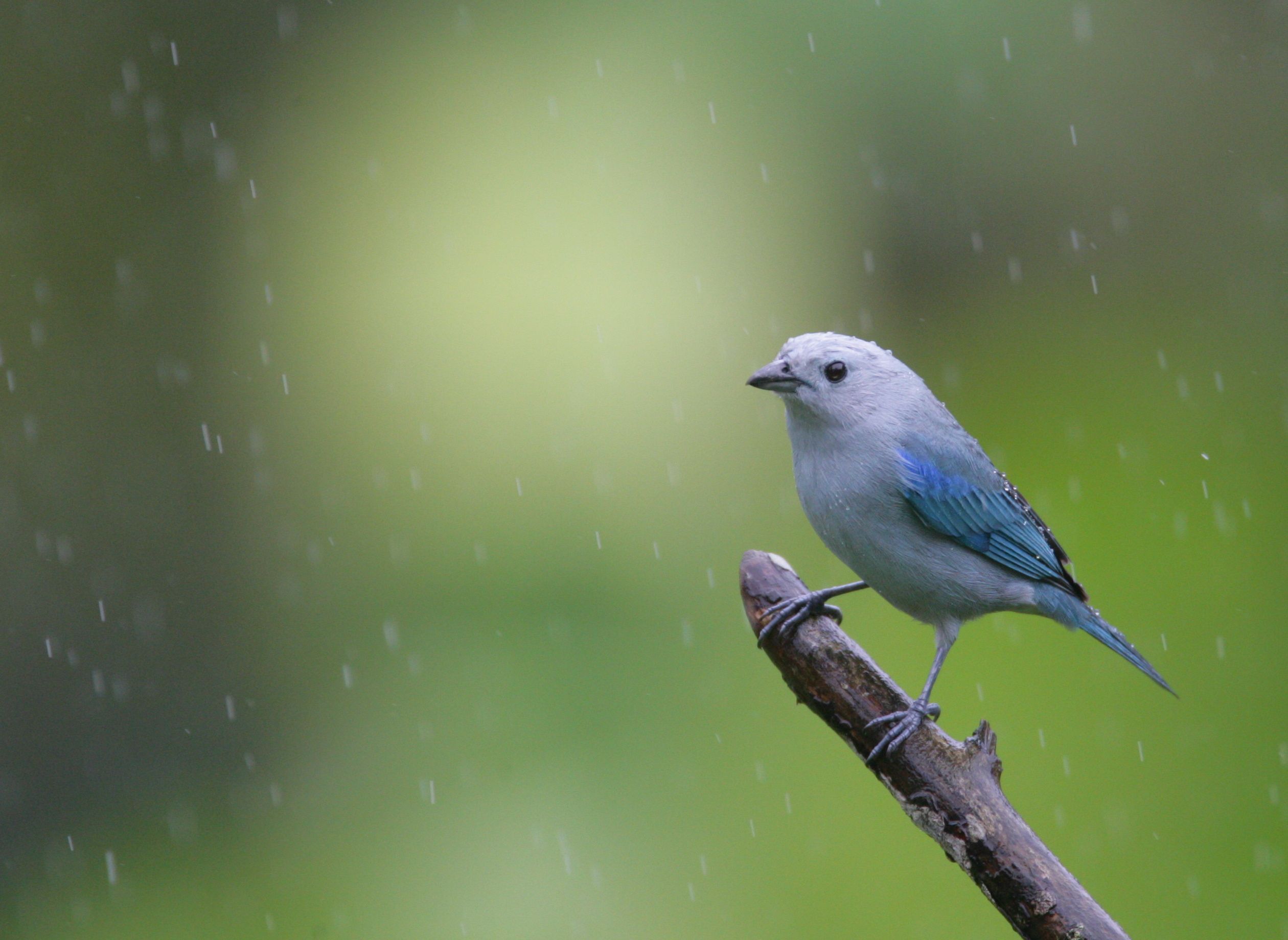 Rain Birds Wallpapers