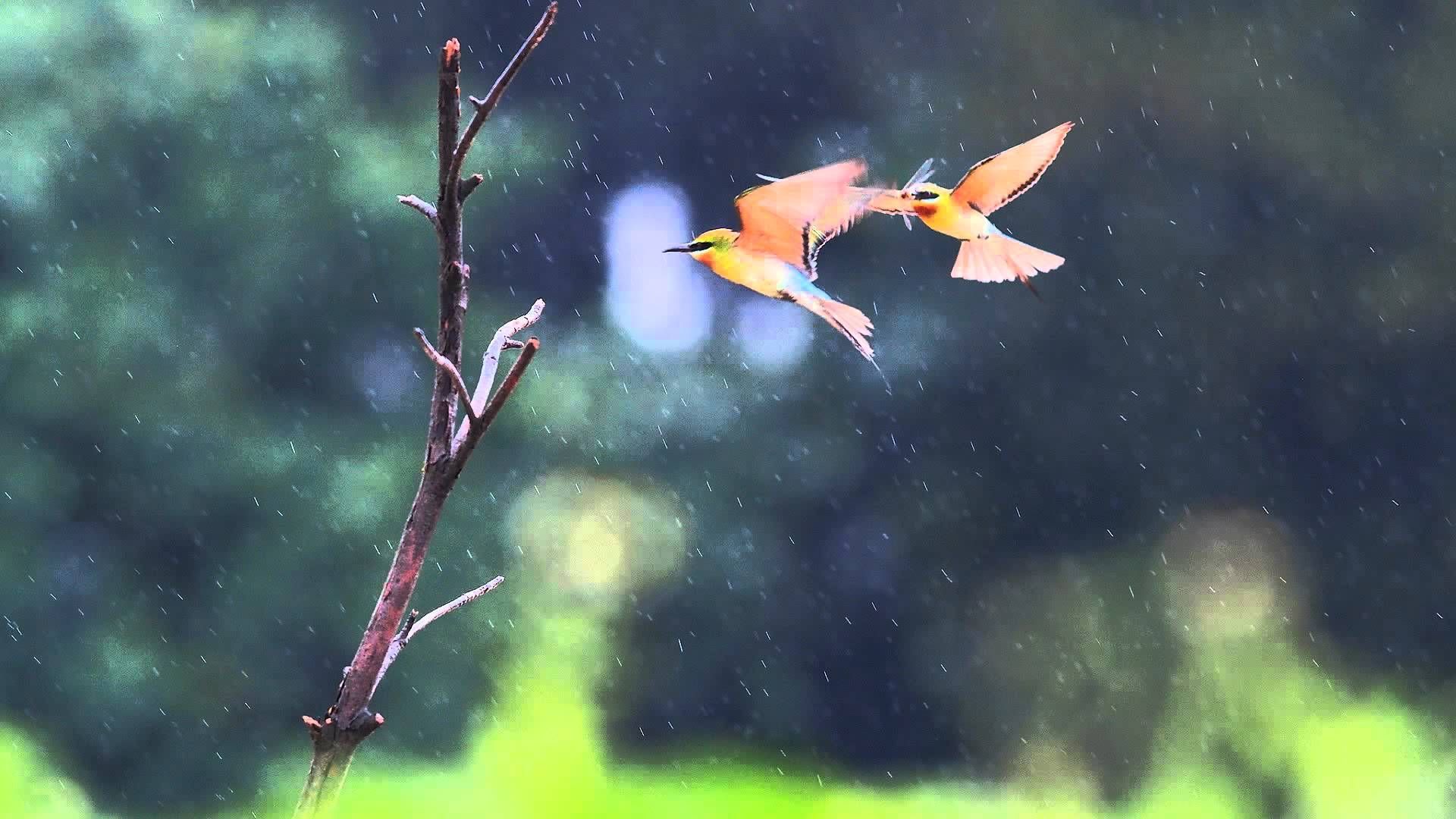 Rain Birds Wallpapers