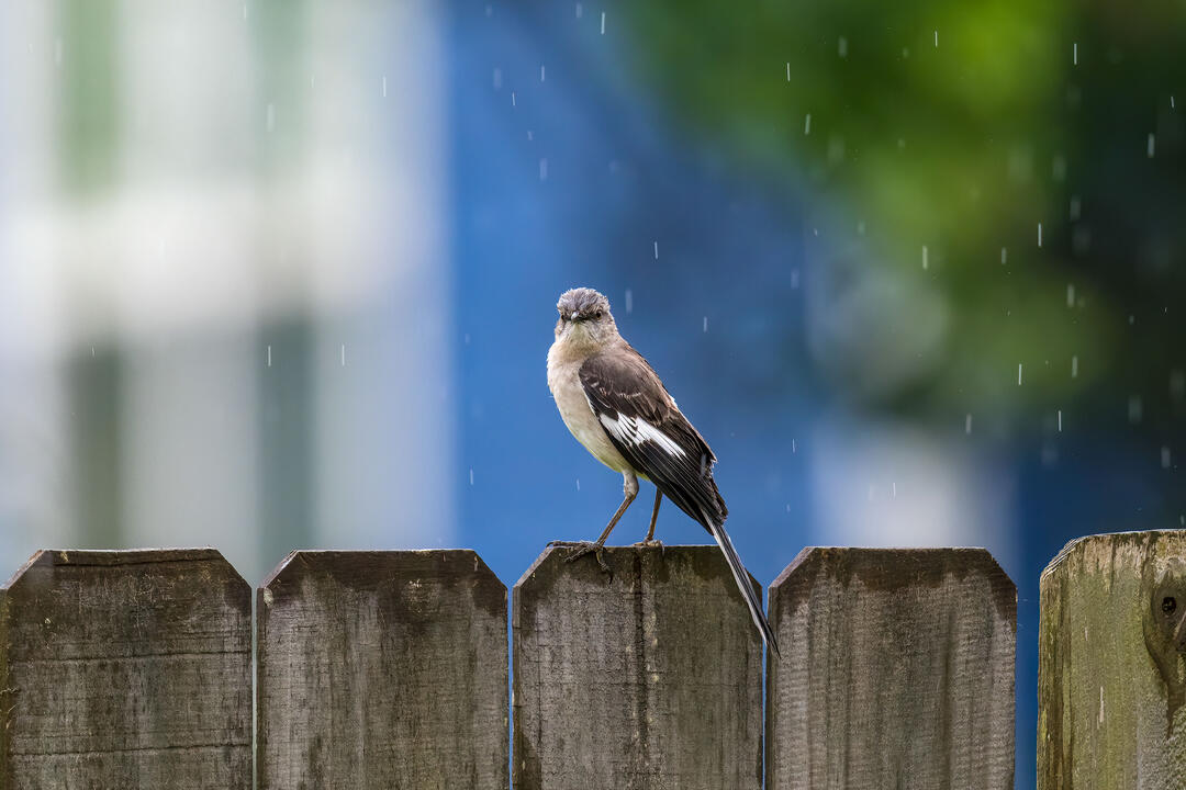 Rain Birds Wallpapers