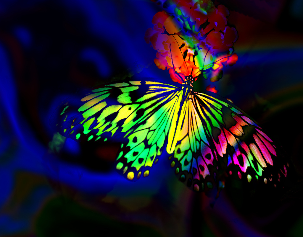 Rainbow Butterfly Wallpapers